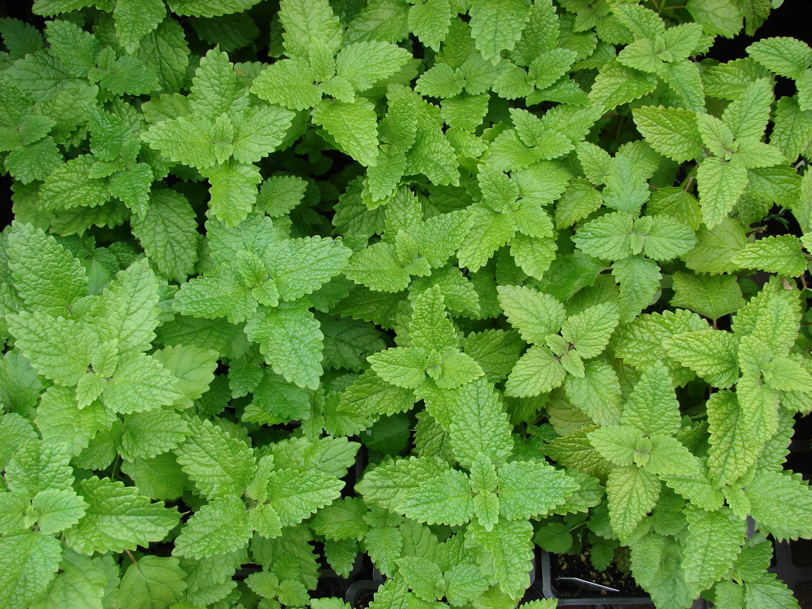 Lemon Balm (Melissa Officinalis) — When incorporating Lemon Balm into a landscape design