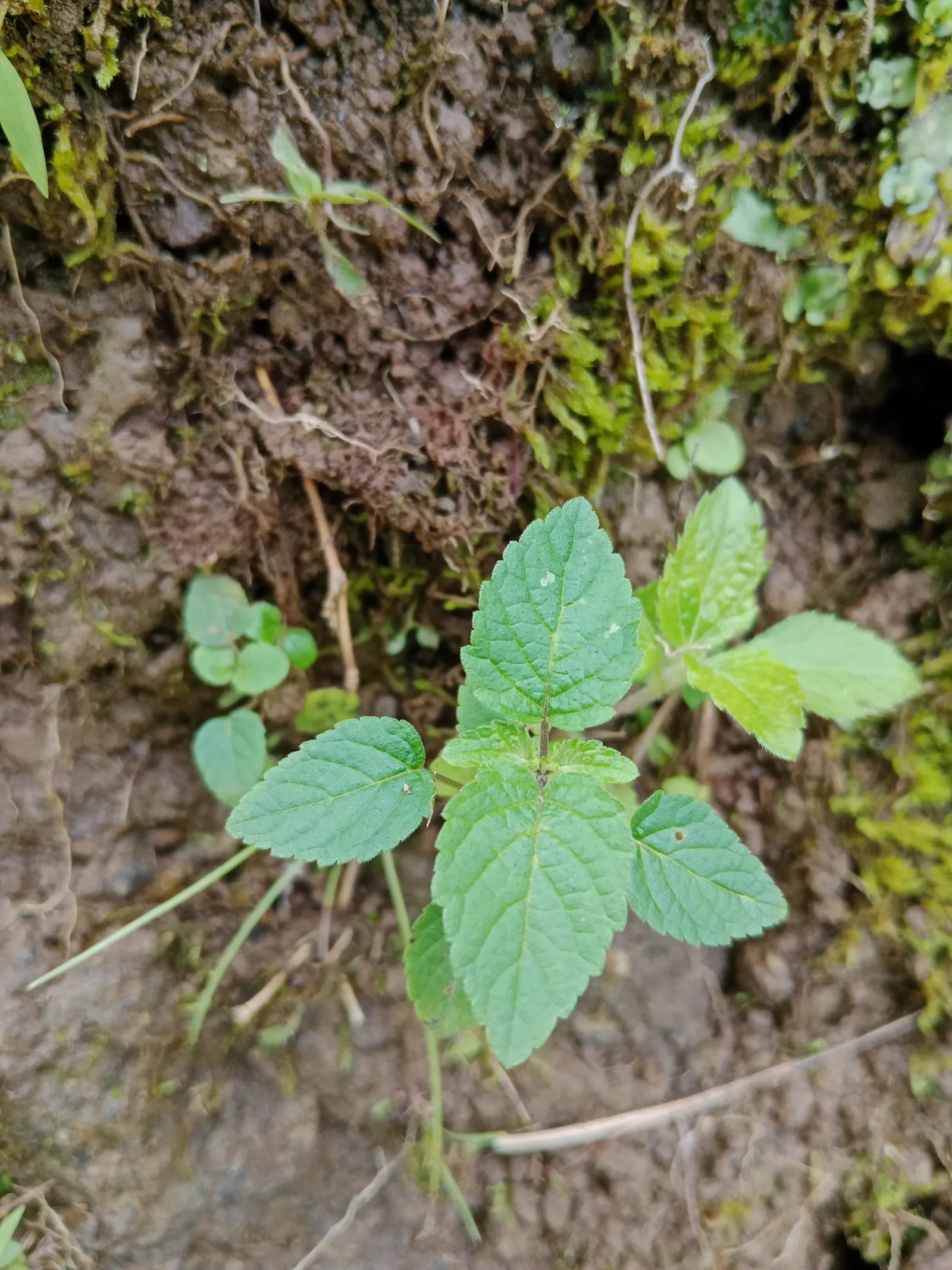 Lemon Balm (Melissa Officinalis) — adding a sensory experience to the landscape; including partial shade to full sun exposure, image 92