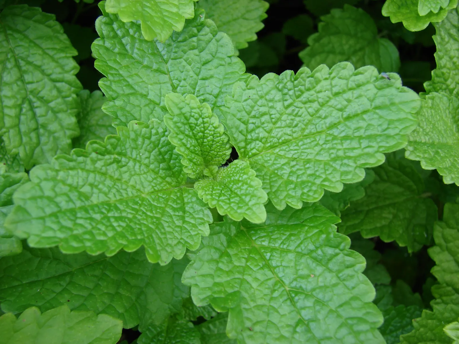 Lemon Balm (Melissa Officinalis) — occasional pruning or containment strategies may be necessary to maintain the desired aesthetic; lemon Balm adds a pleasant