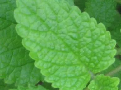 Lemon Balm (Melissa Officinalis) — It is also relatively drought-resistant once established; making it a multifunctional addition to any garden, image 54