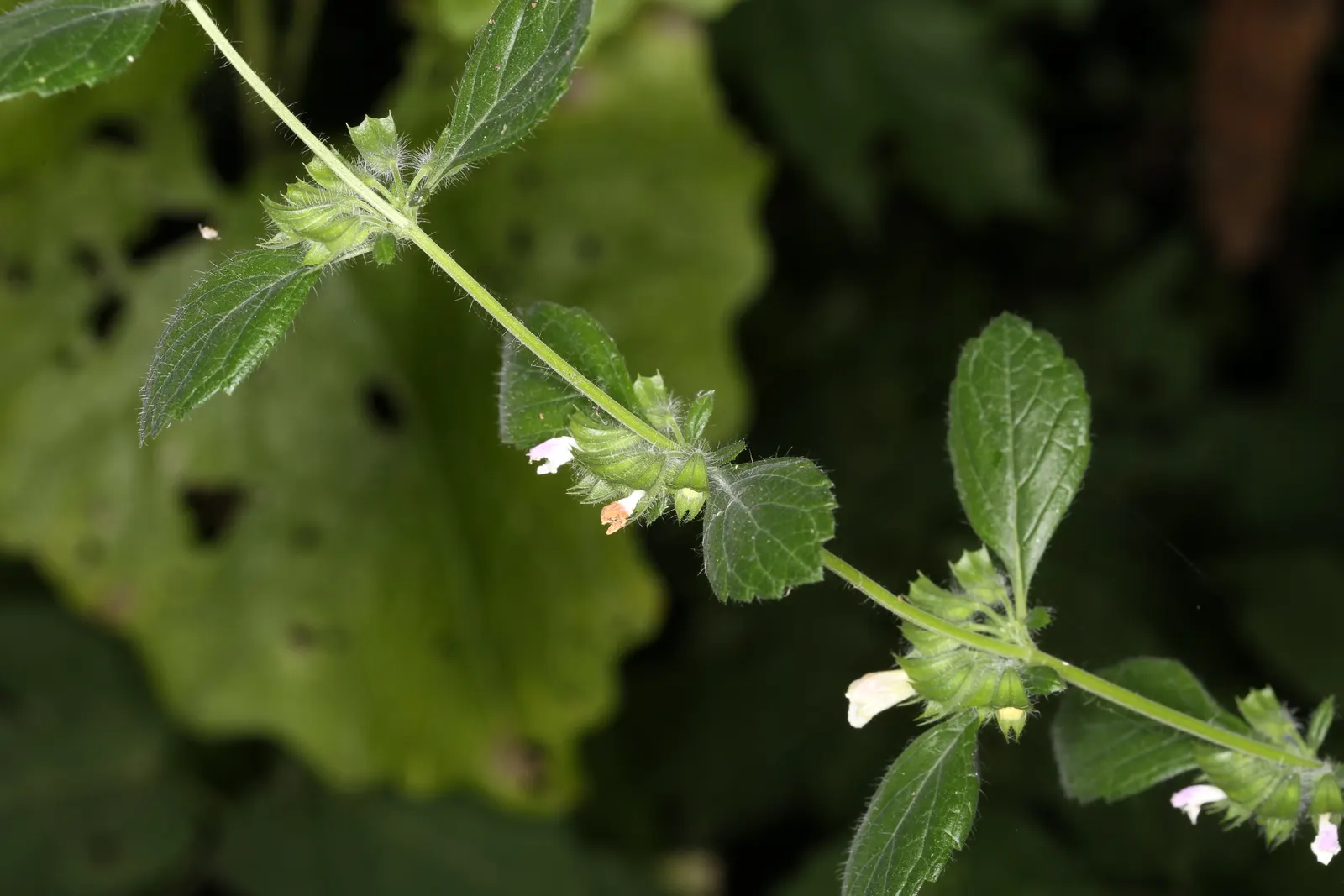 Lemon Balm (Melissa Officinalis) — white flowers in the garden; lemon Balm adds a pleasant lemon scent and attracts pollinators, enhancing garden, image 103