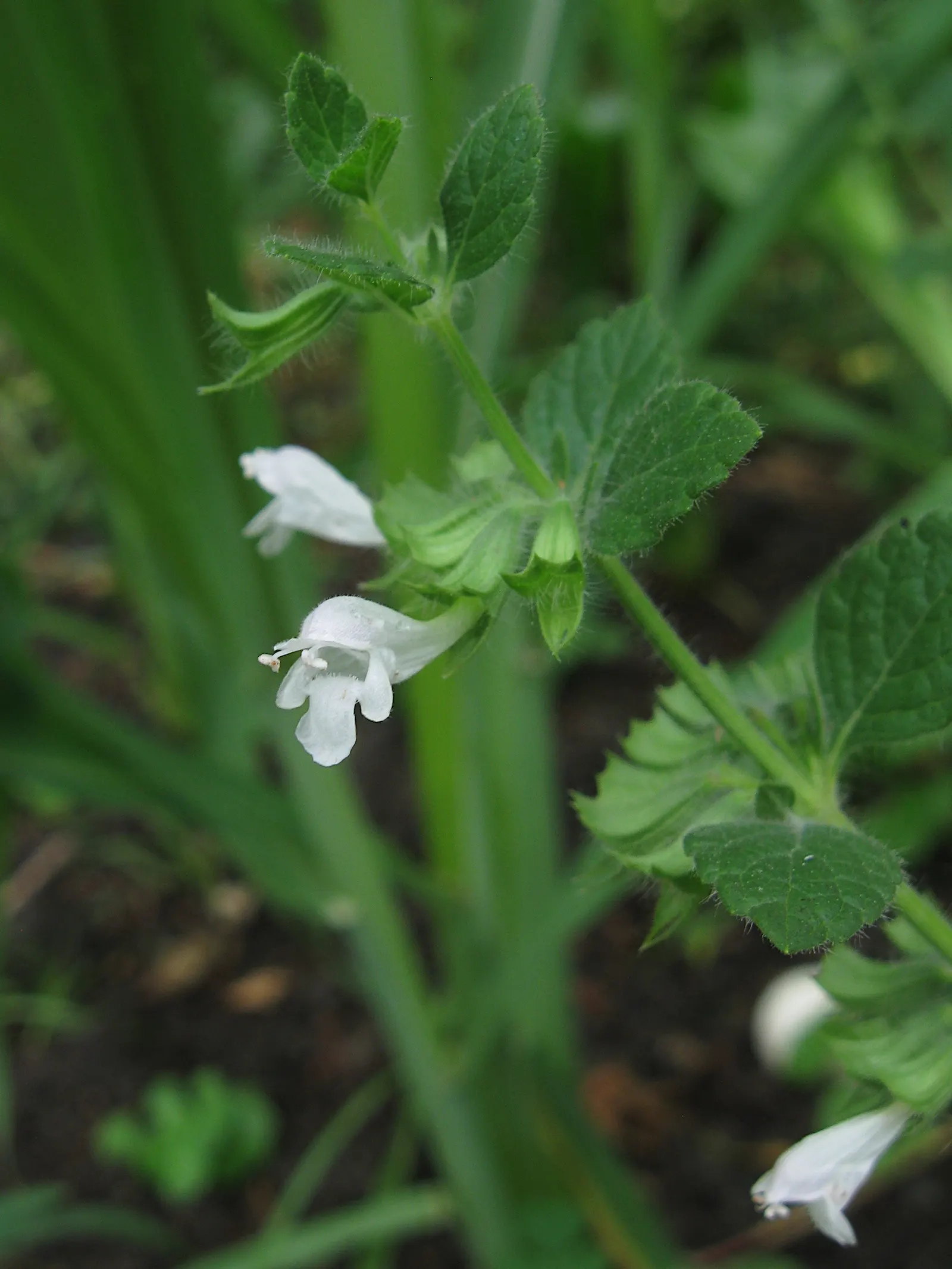 Lemon Balm (Melissa Officinalis) — occasional pruning or containment strategies may be necessary to maintain the desired aesthetic