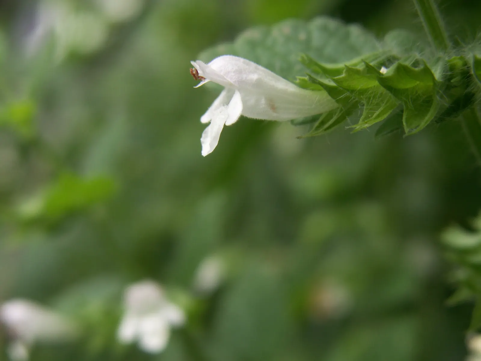 Lemon Balm (Melissa Officinalis) — herb with white blooms