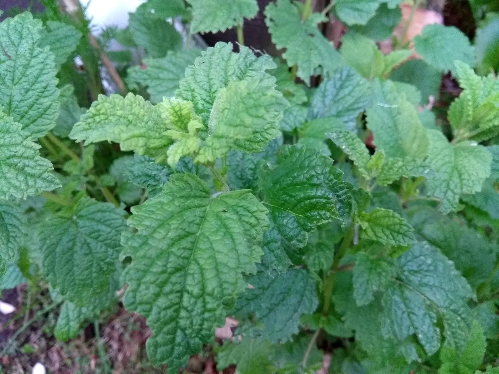 Lemon Balm (Melissa Officinalis) — consider its ability to self-seed and spread; therefore; making it a multifunctional addition to any garden, image 78