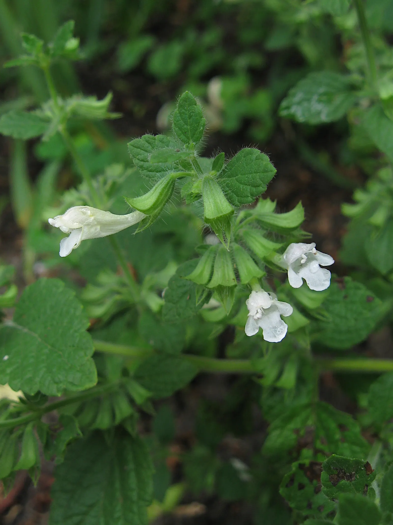 Lemon Balm (Melissa Officinalis) — It is also relatively drought-resistant once established; making it a multifunctional addition to any garden, image 96