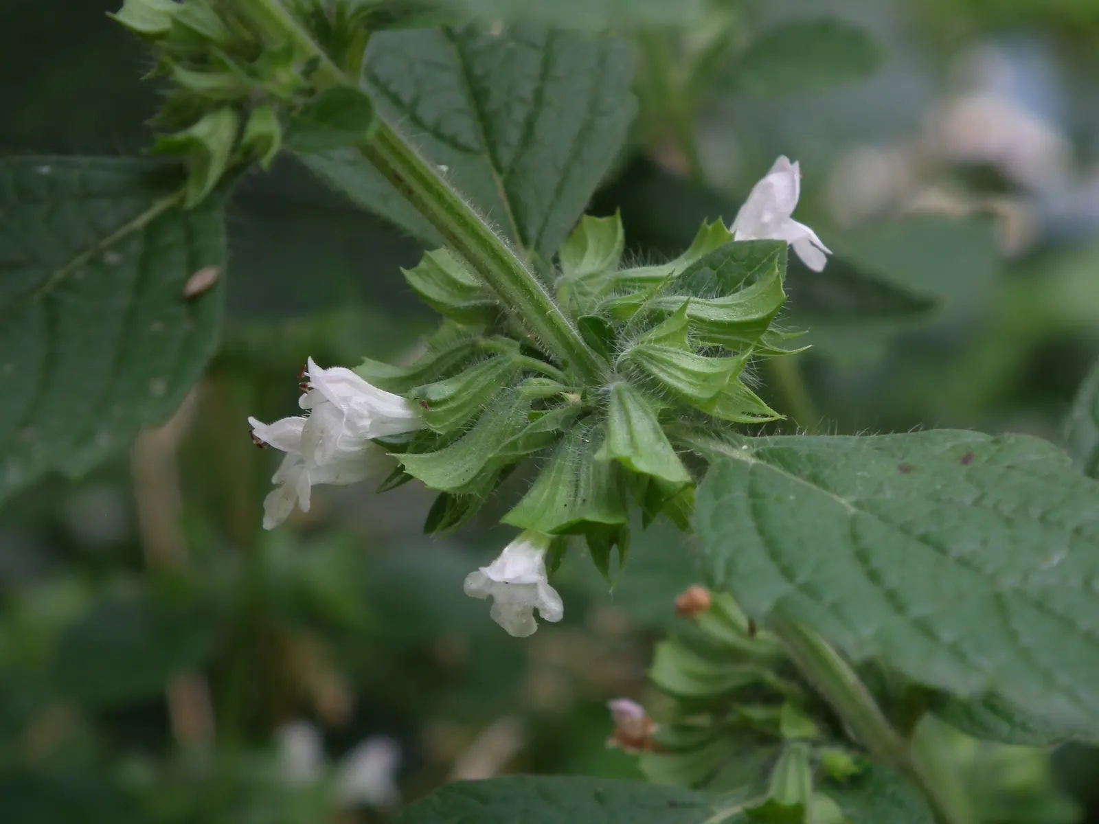 Lemon Balm (Melissa Officinalis) — This delightful herb not only adds beauty and fragrance but can also be used culinarily; including partial shade, image 80