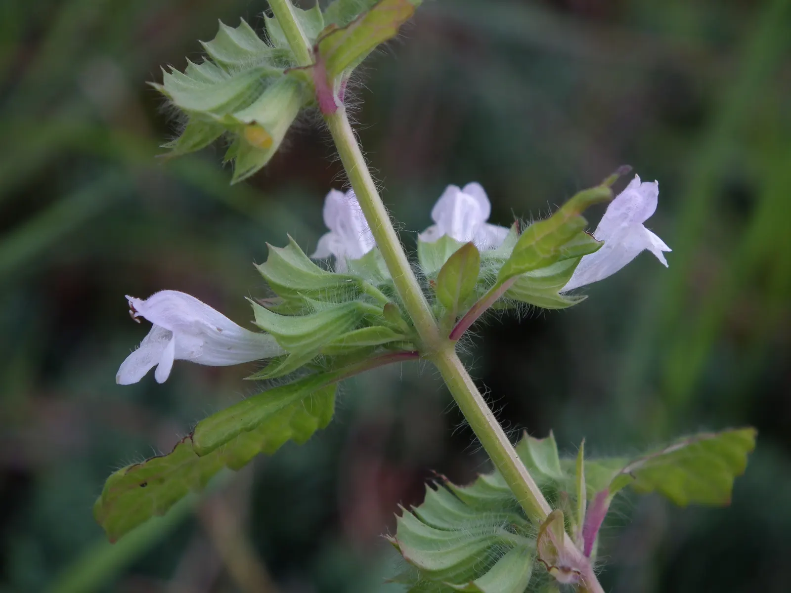 Lemon Balm (Melissa Officinalis) — adding a sensory experience to the landscape; including partial shade to full sun exposure
