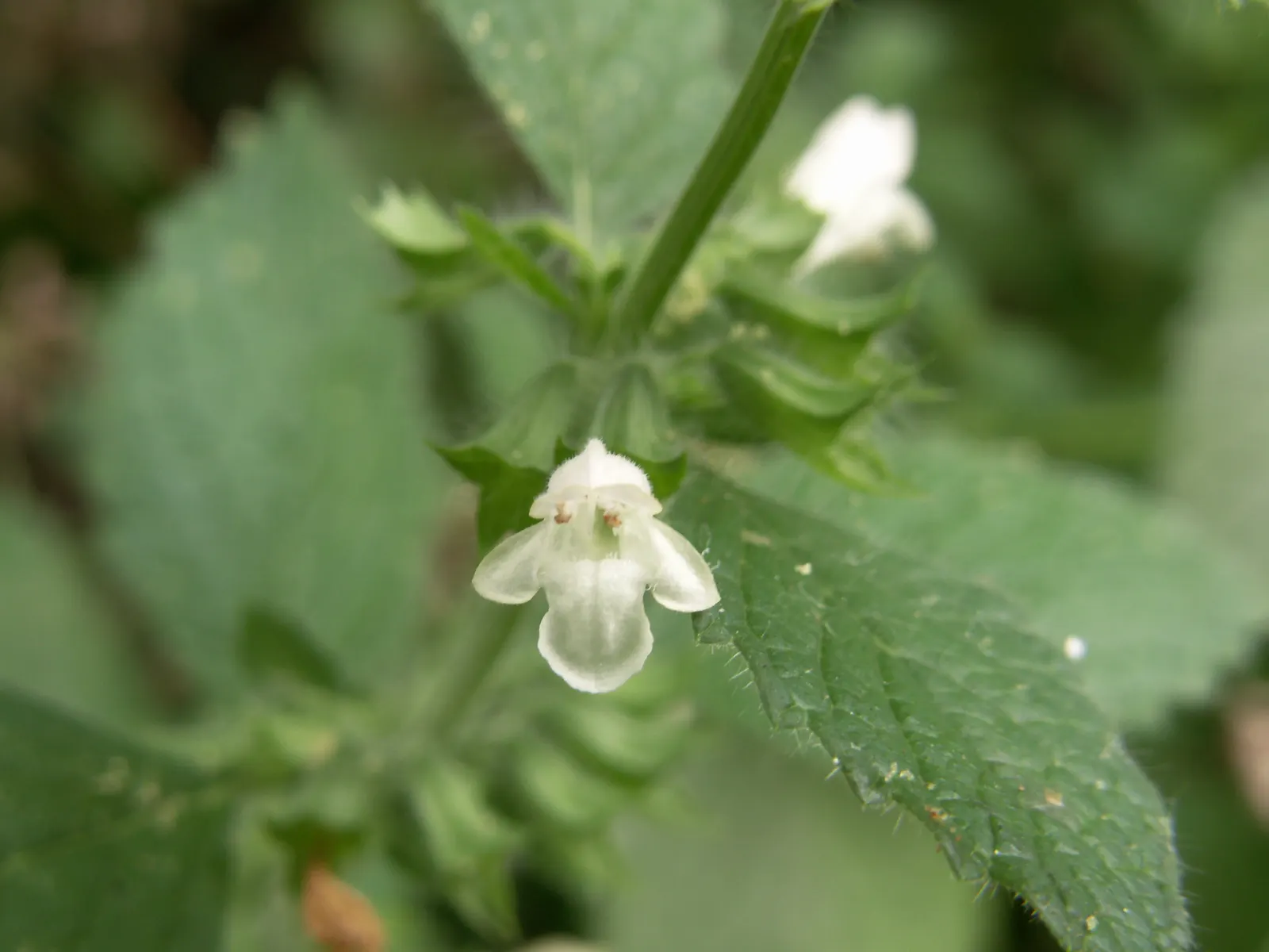 Lemon Balm (Melissa Officinalis) — reaching up to 24 inches tall and spreading 12-24 inches wide; lemon Balm adds a pleasant lemon scent and, image 64