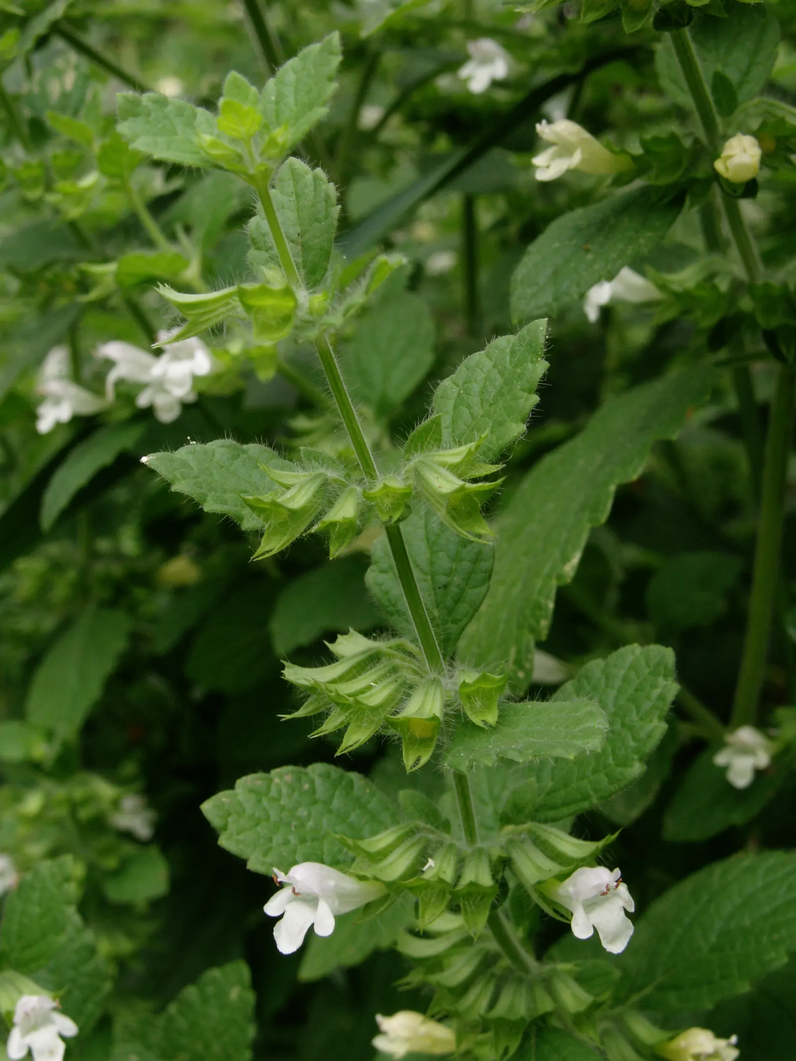 Lemon Balm (Melissa Officinalis) — This versatile plant tolerates a range of soil conditions, but prefers well-drained loam; making it a, image 45