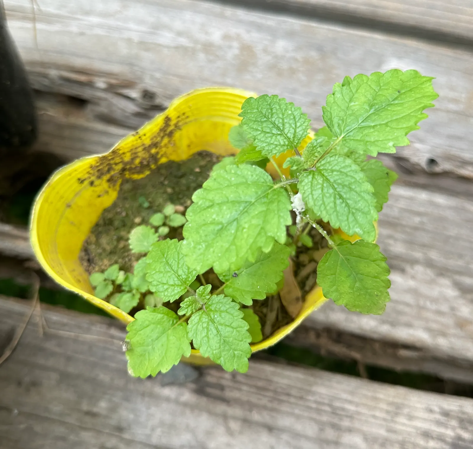 Lemon Balm (Melissa Officinalis) — Lemon Balm adds a pleasant lemon scent and attracts pollinators, enhancing garden biodiversity, image 67