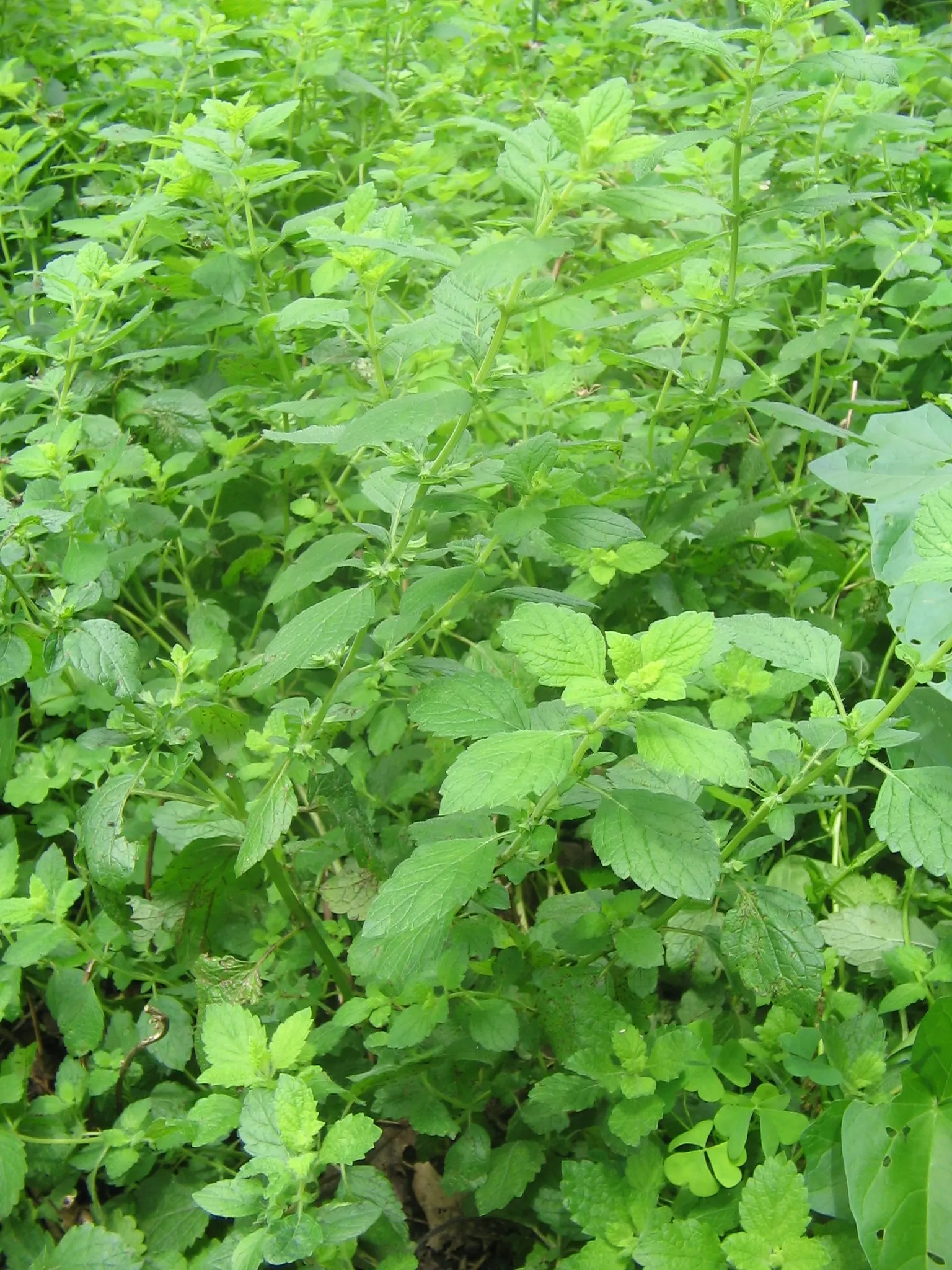 Lemon Balm (Melissa Officinalis) — this plant typically reaches a height of 12 to 24 inches; lemon Balm adds a pleasant lemon scent and attracts pollinators