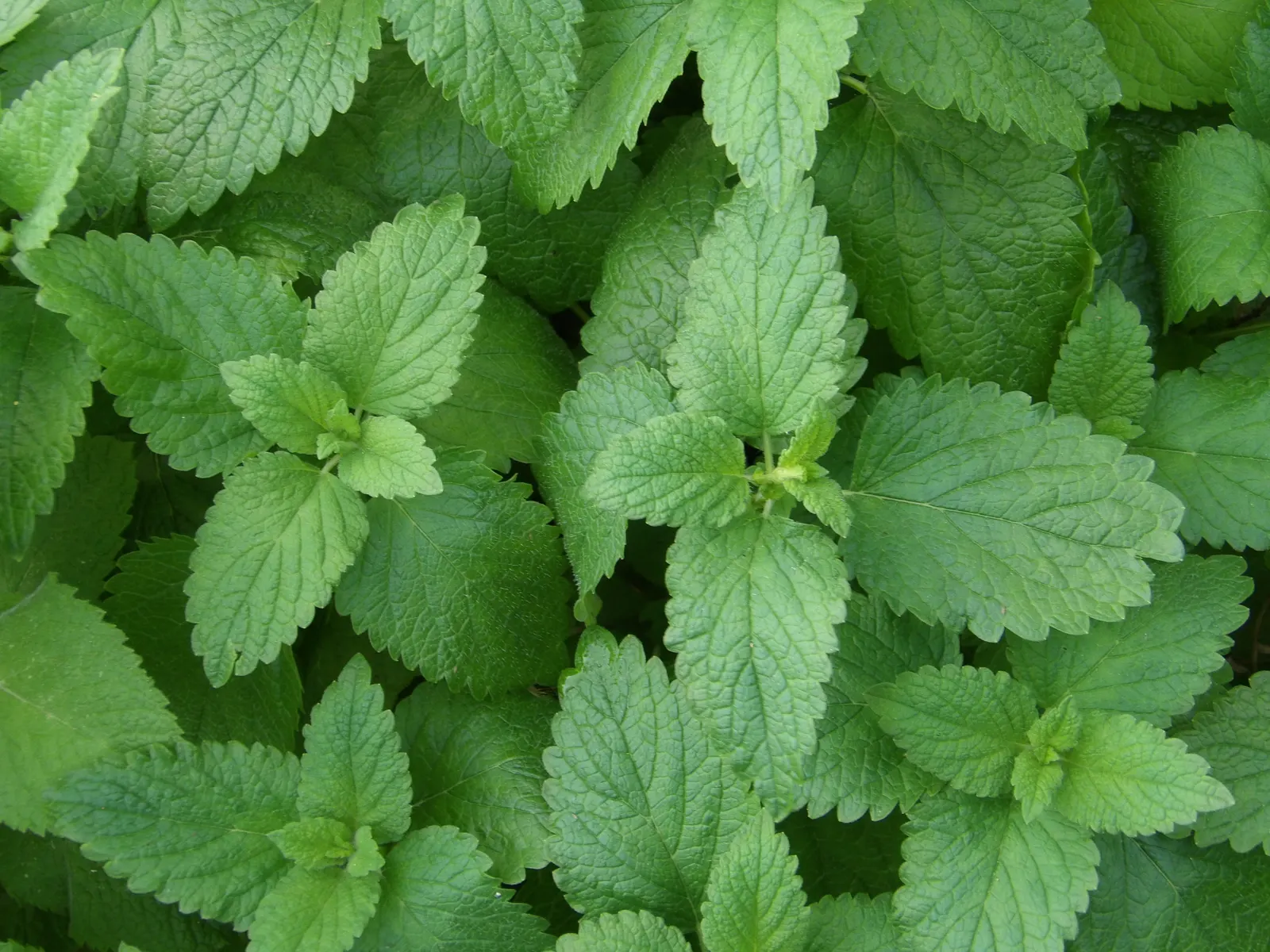 Lemon Balm (Melissa Officinalis) — reaching up to 24 inches tall and spreading 12-24 inches wide; lemon Balm adds a pleasant lemon scent and, image 43