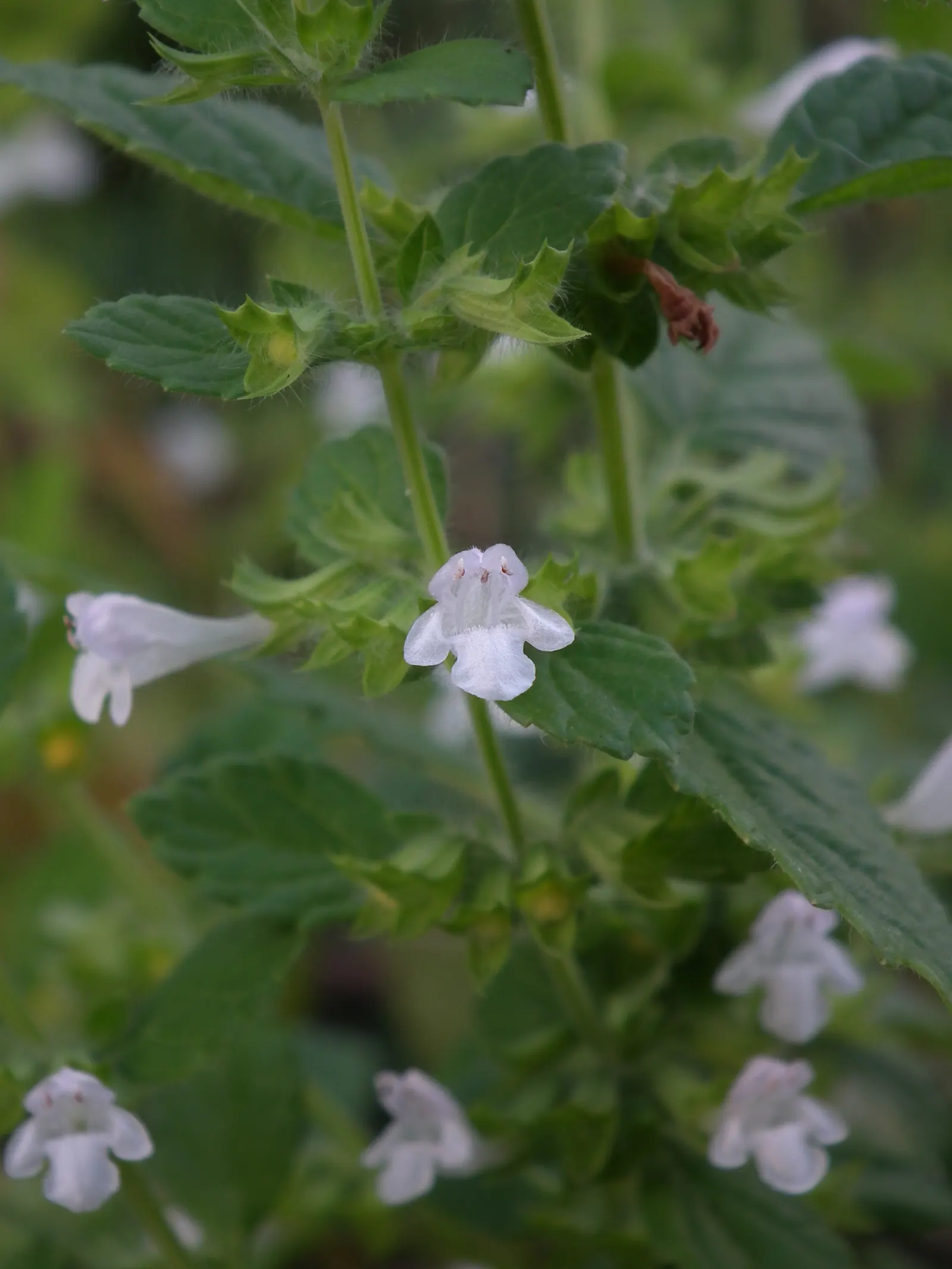 Lemon Balm (Melissa Officinalis) — reaching up to 24 inches tall and spreading 12-24 inches wide