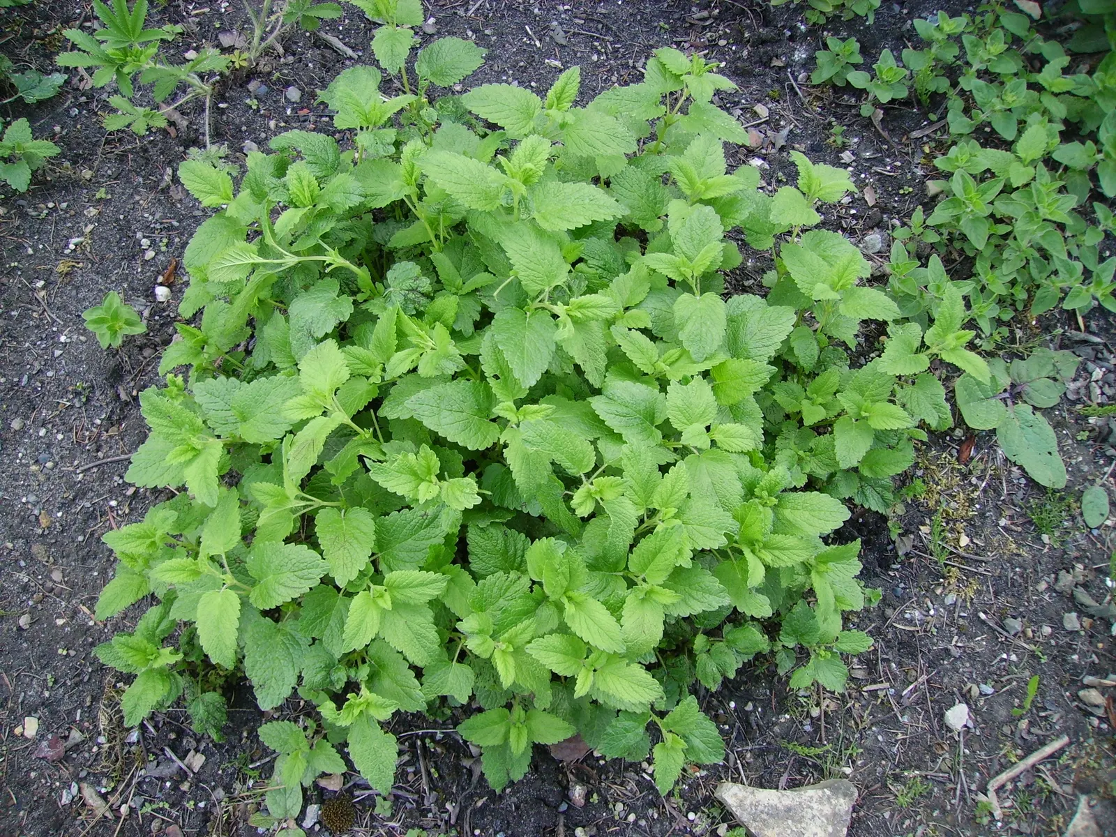 Lemon Balm (Melissa Officinalis) — This delightful herb not only adds beauty and fragrance but can also be used culinarily; including partial shade, image 59