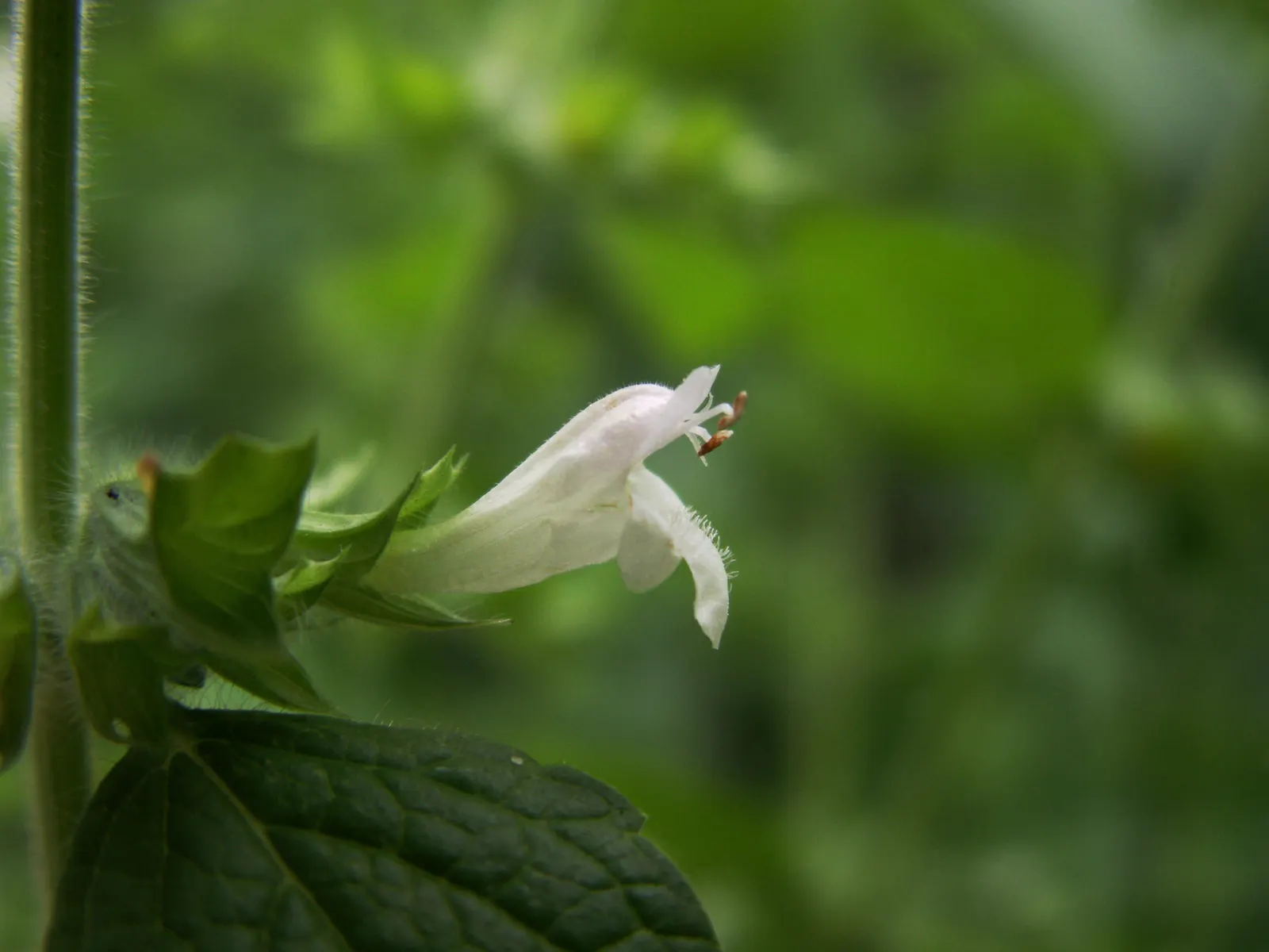 Lemon Balm (Melissa Officinalis) — making it a multifunctional addition to any garden, image 60
