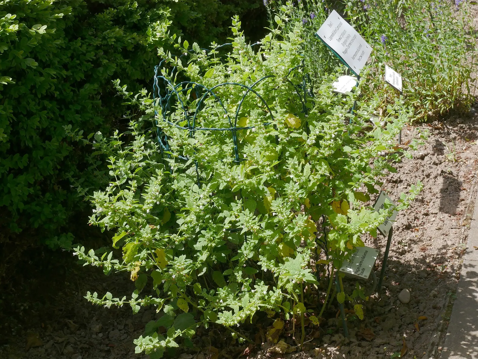 Lemon Balm (Melissa Officinalis) — herb with white blooms; including partial shade to full sun exposure, image 104