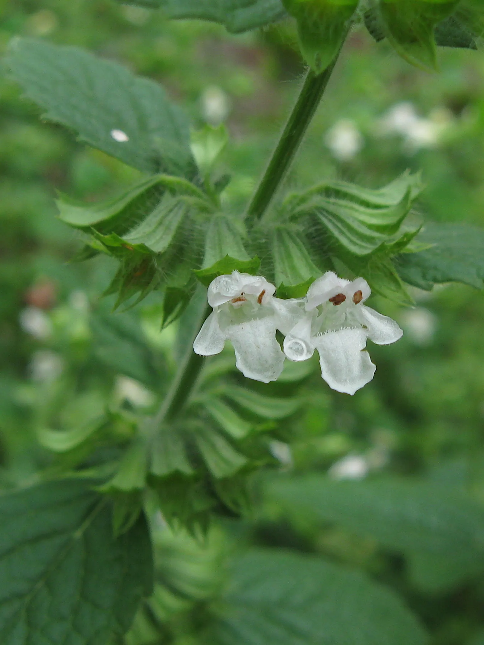 Lemon Balm (Melissa Officinalis) — When incorporating Lemon Balm into a landscape design; including partial shade to full sun exposure, image 56