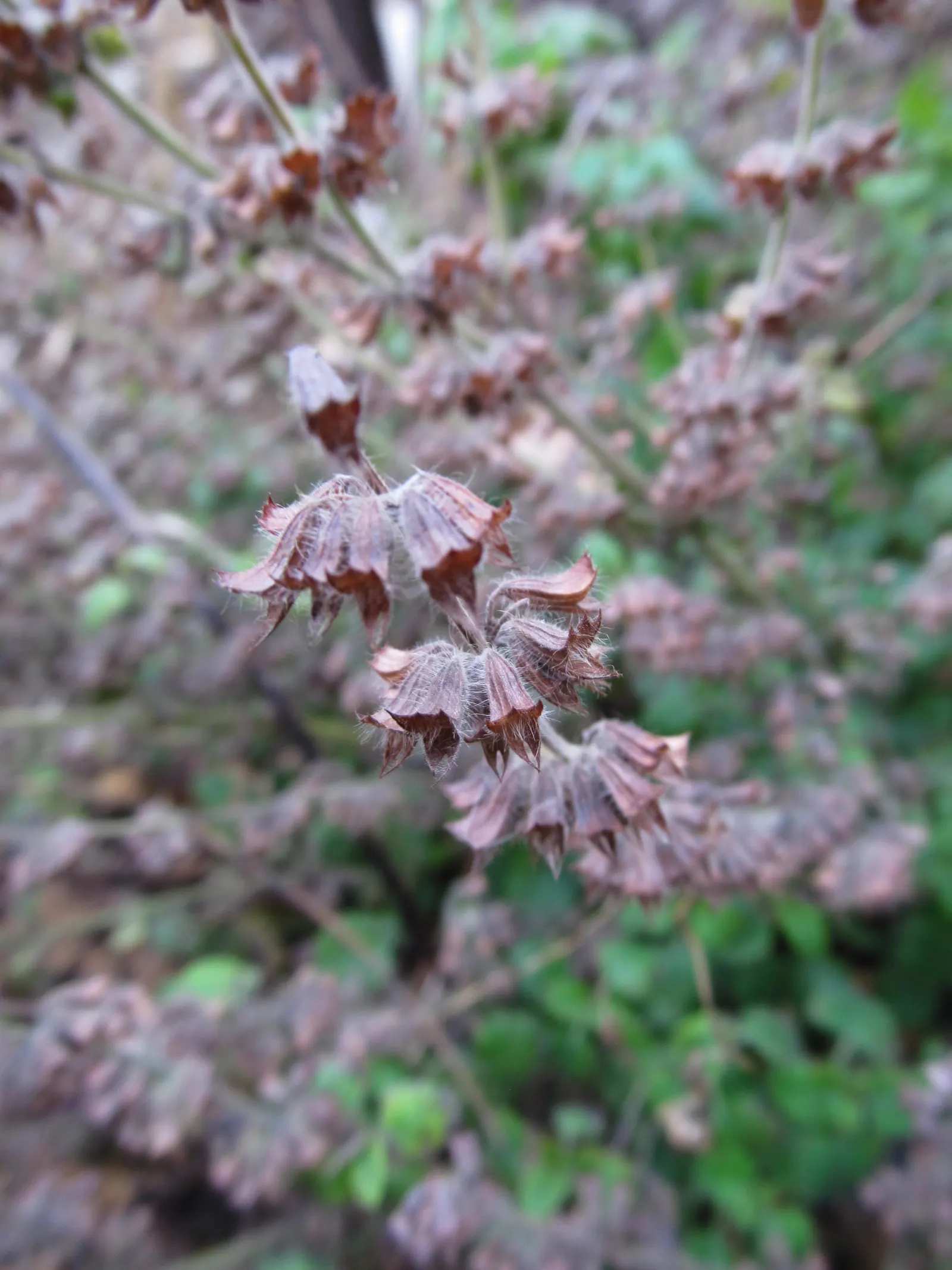 Lemon Balm (Melissa Officinalis) — making it a multifunctional addition to any garden, image 102