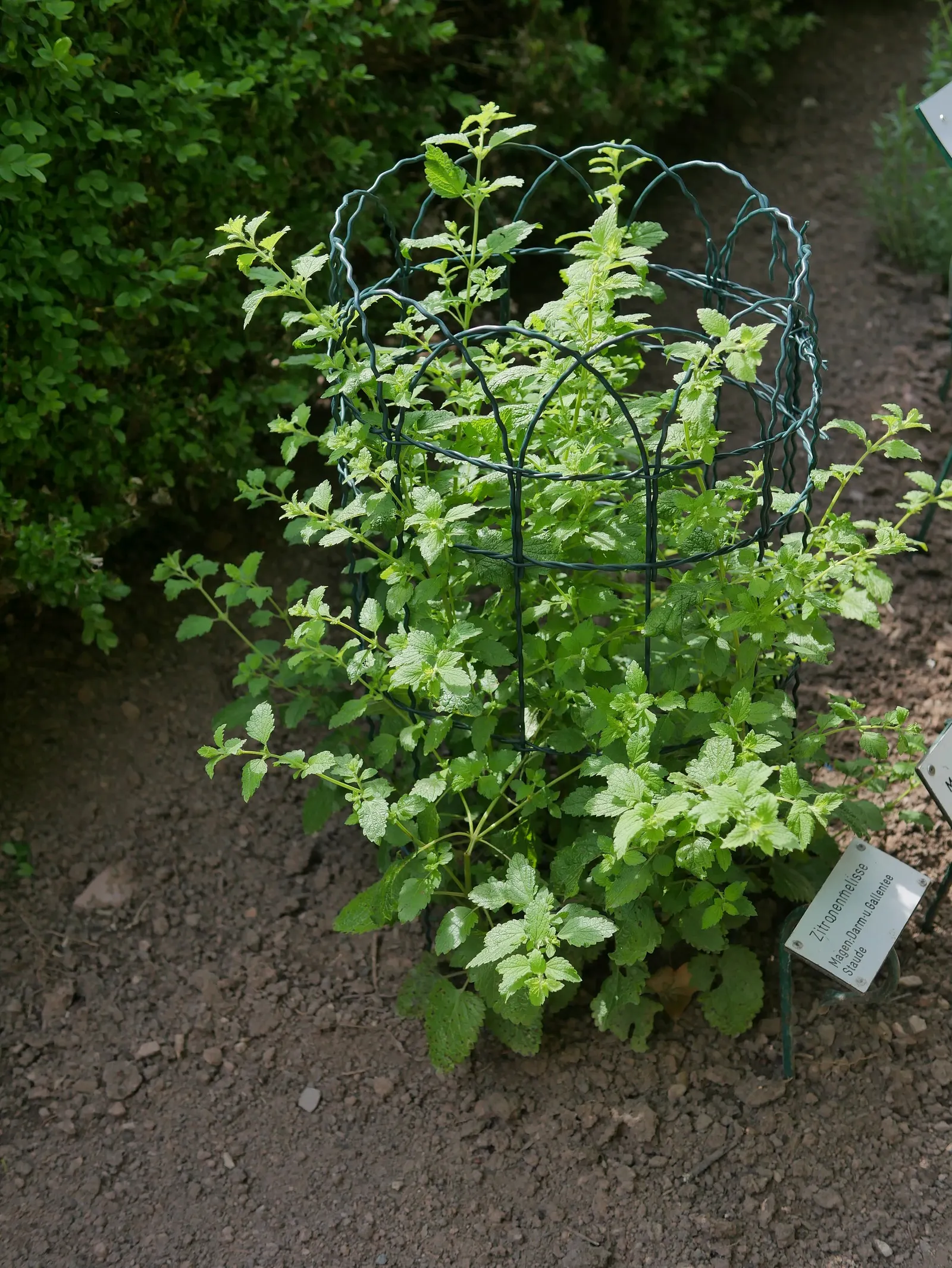 Lemon Balm (Melissa Officinalis) — When incorporating Lemon Balm into a landscape design; including partial shade to full sun exposure, image 98