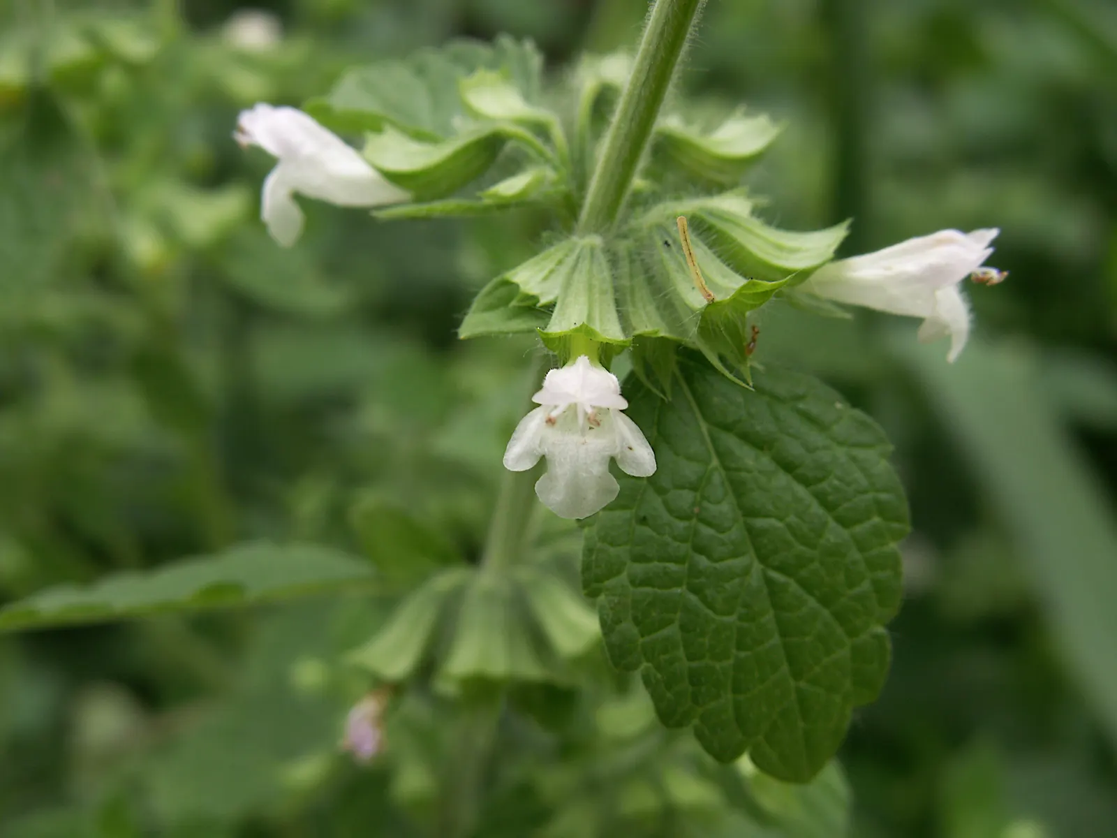 Lemon Balm (Melissa Officinalis) — although it benefits from regular watering for optimal growth and a more lush appearance; lemon Balm adds a pleasant lemon