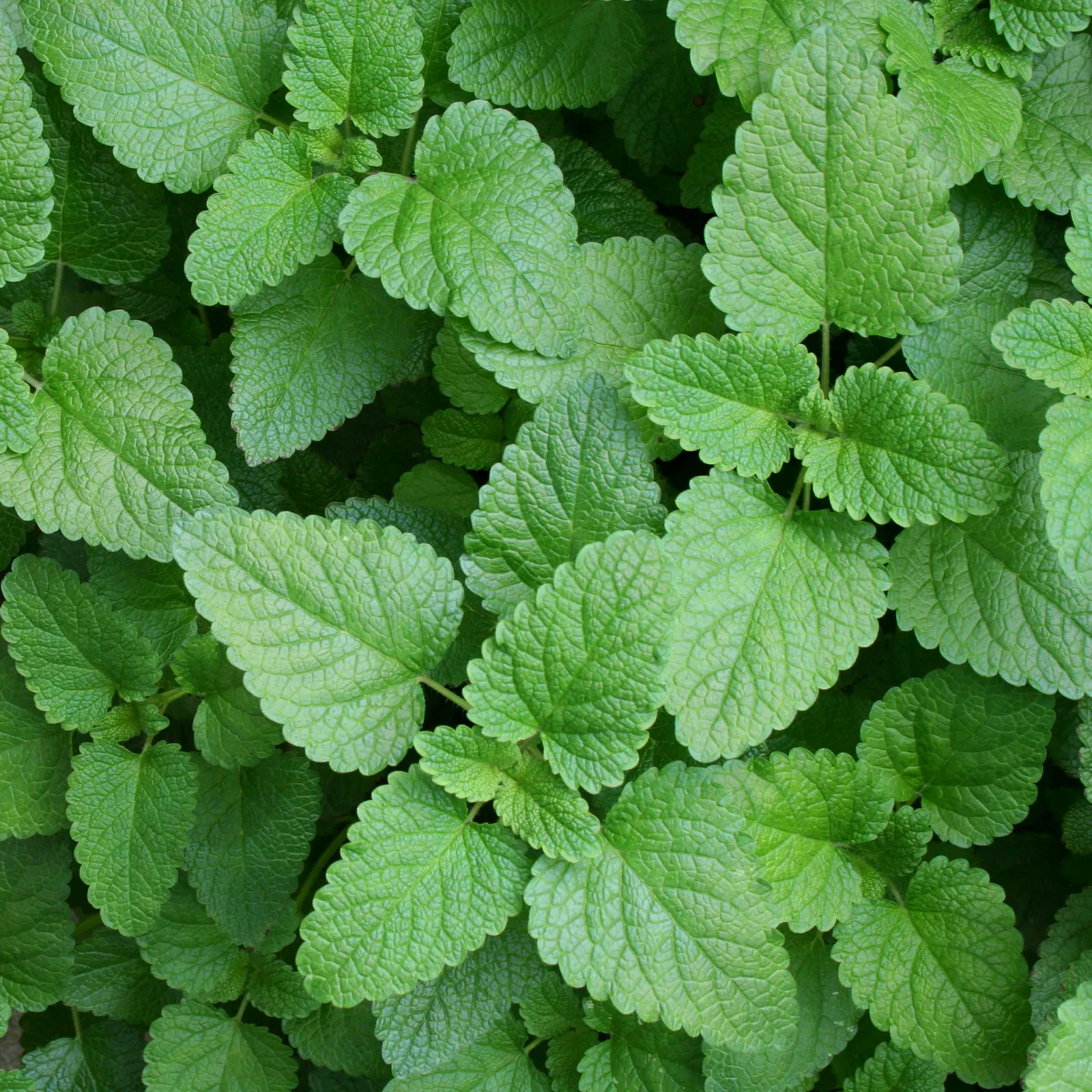 Lemon Balm (Melissa Officinalis) — When incorporating Lemon Balm into a landscape design; including partial shade to full sun exposure
