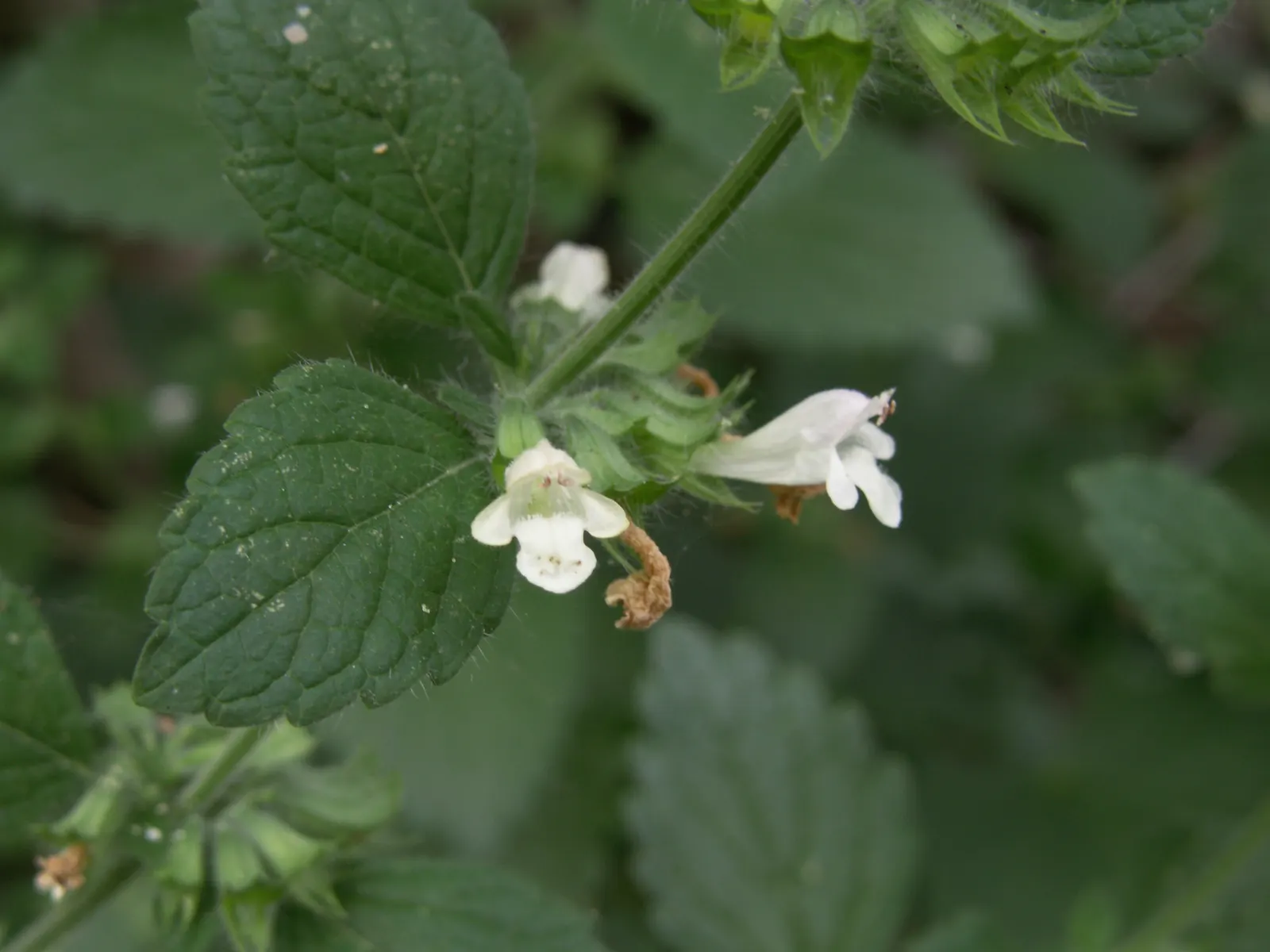 Lemon Balm (Melissa Officinalis) — This delightful herb not only adds beauty and fragrance but can also be used culinarily; including partial shade to full sun