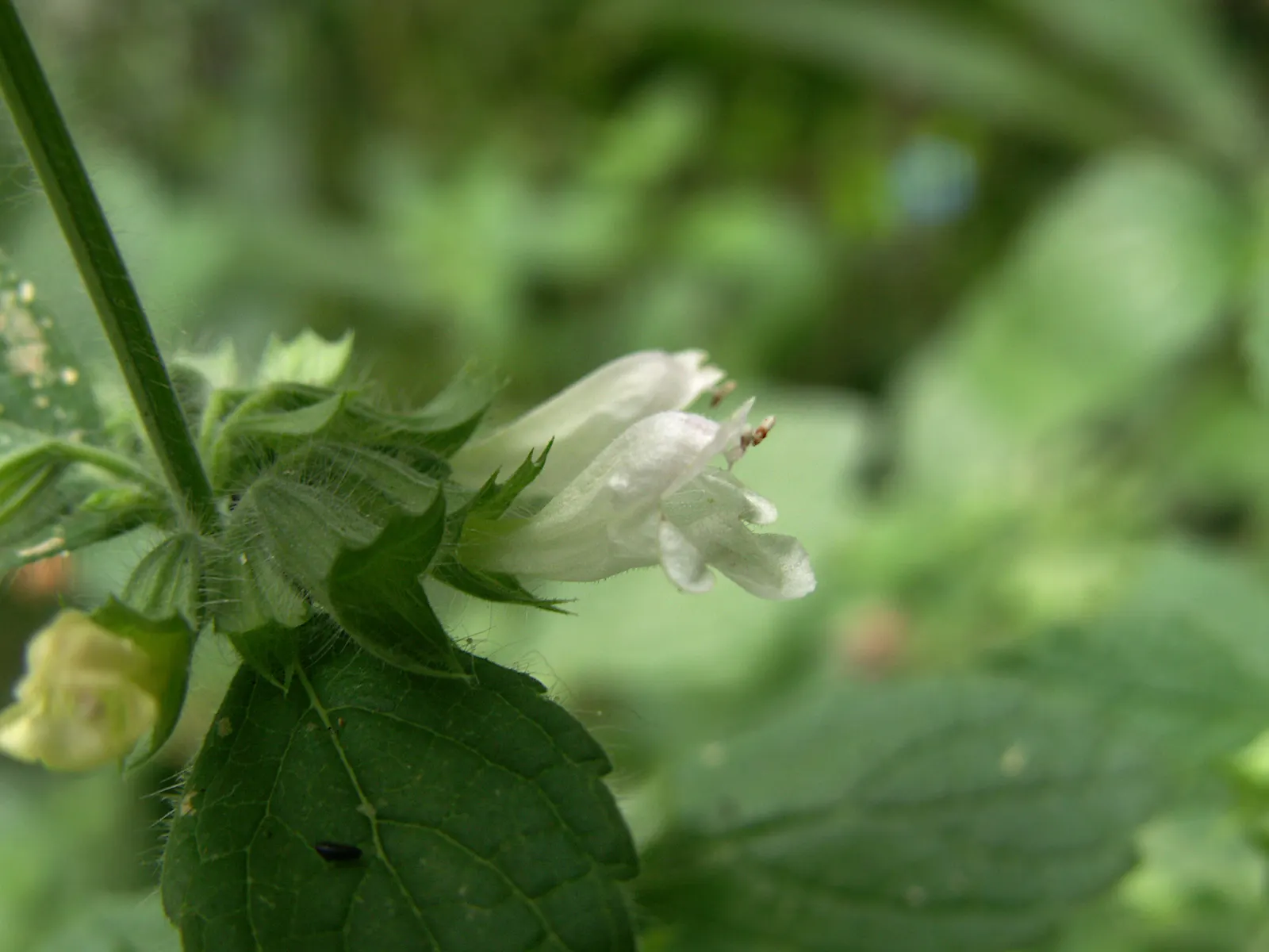 Lemon Balm (Melissa Officinalis) — reaching up to 24 inches tall and spreading 12-24 inches wide; lemon Balm adds a pleasant lemon scent and, image 85