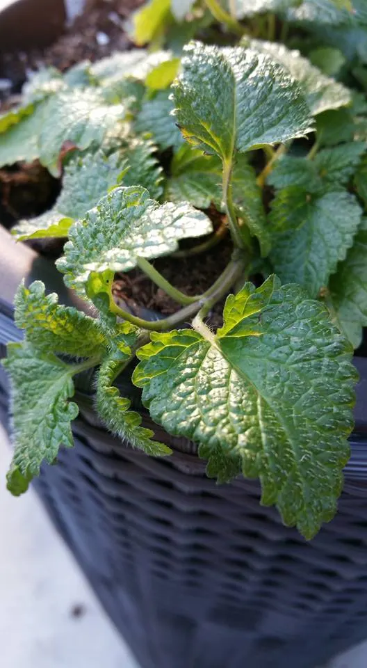 Lemon Balm (Melissa Officinalis) — Prized for its aromatic, heart-shaped leaves and tiny white flowers, it thrives in full sun to partial shade, image 86