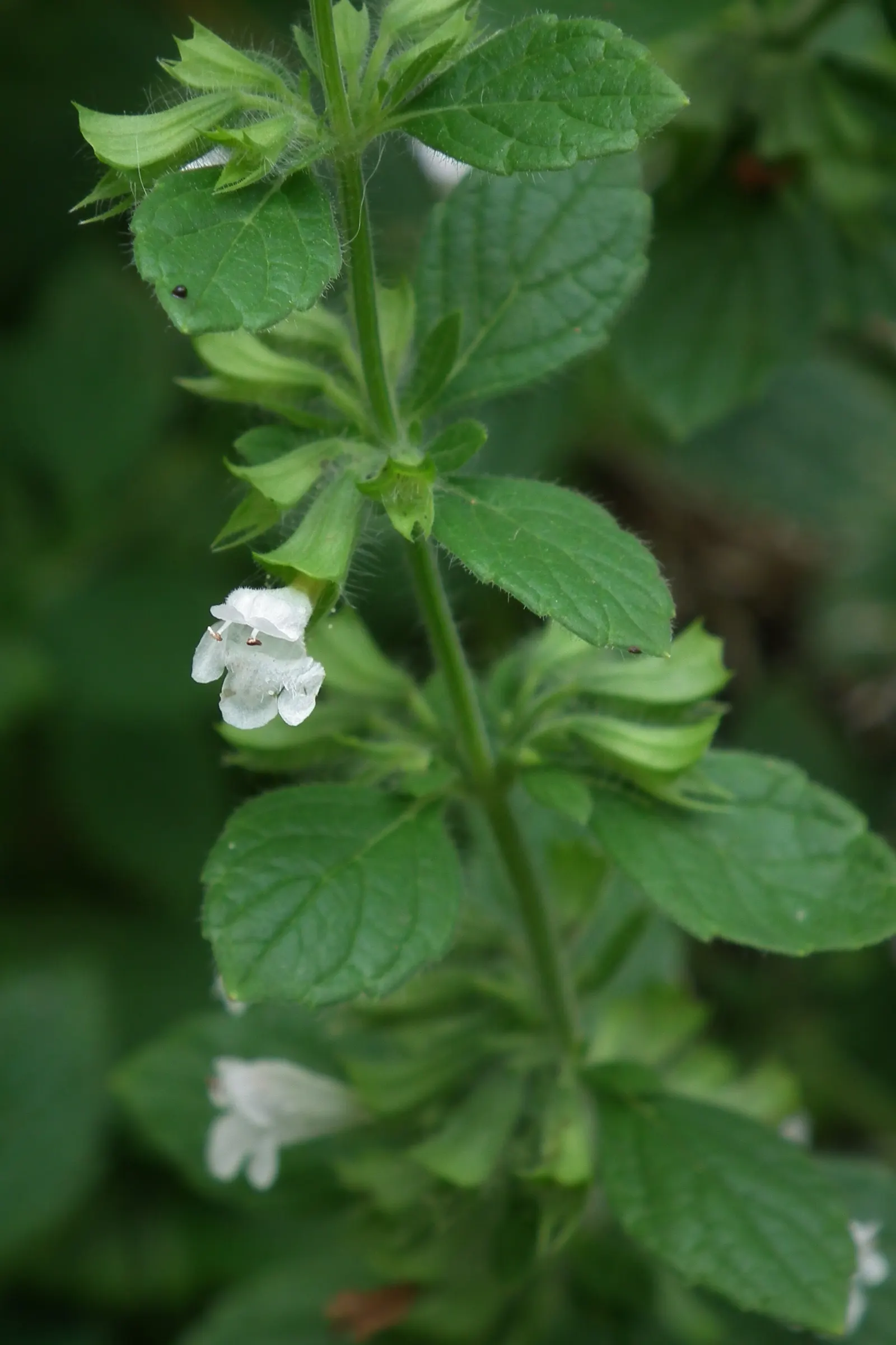 Lemon Balm (Melissa Officinalis) — including partial shade to full sun exposure