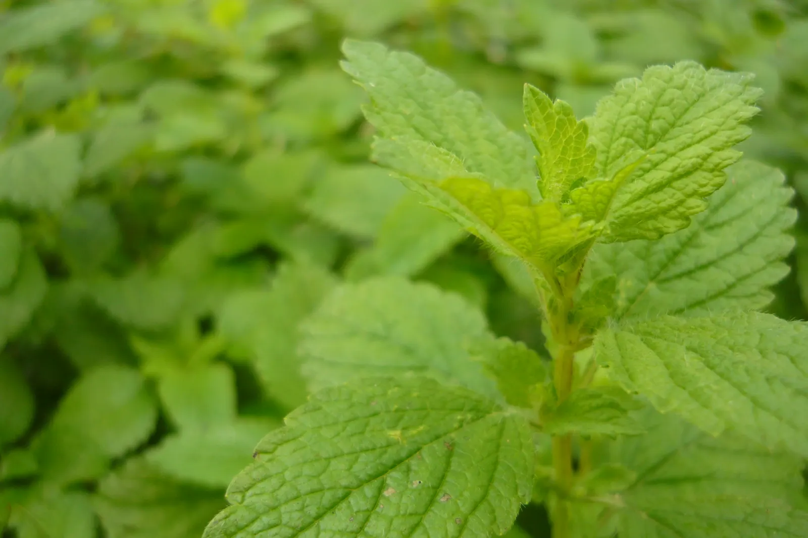 Lemon Balm (Melissa Officinalis) — herb for full or half; making it a multifunctional addition to any garden, image 105