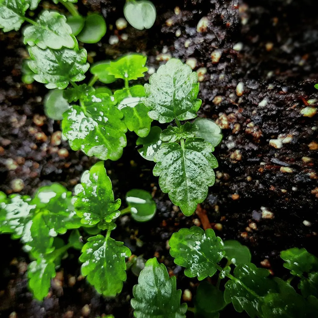 Lemon Balm (Melissa Officinalis) — although it benefits from regular watering for optimal growth and a more lush appearance; lemon Balm adds a, image 97