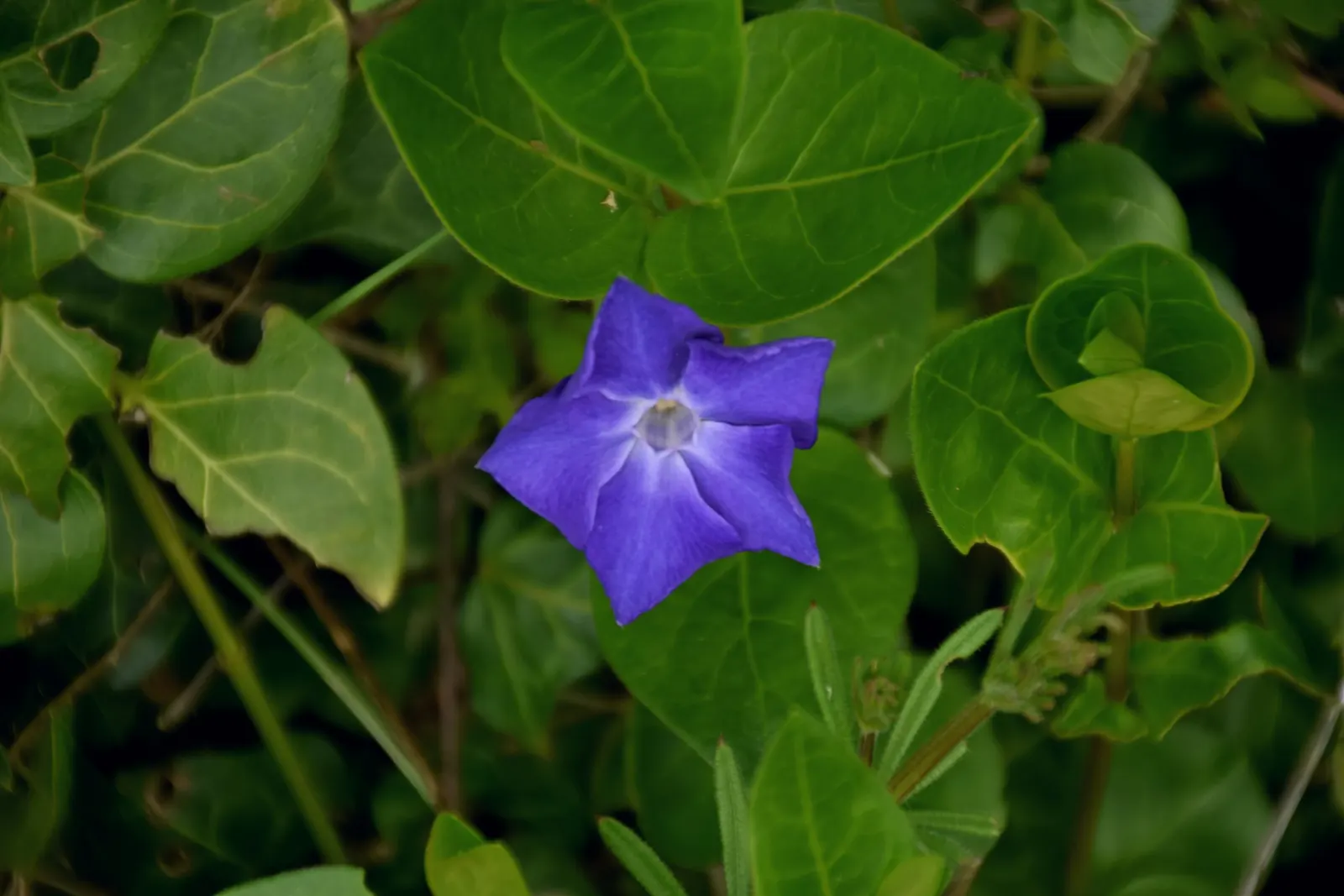 Periwinkle (Vinca Major) — Periwinkle, or Vinca major, is a fast-spreading evergreen ground cover; blue-lavender flowers spreading 1-2 inches wide, image 225