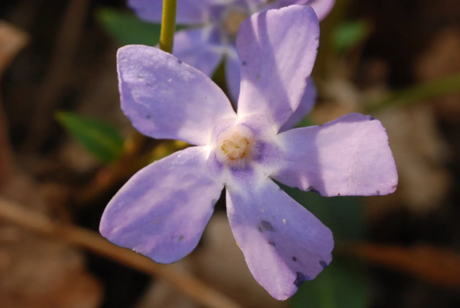 Periwinkle (Vinca Major) — which requires minimal care beyond occasional pruning to control its spread; where other plants may struggle, image 164