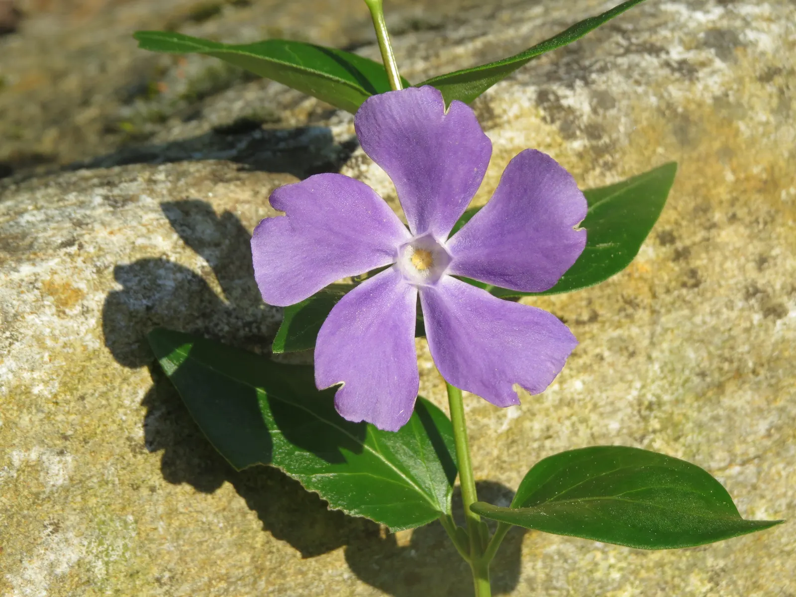 Periwinkle (Vinca Major) — Keep invasive tendencies in check; where other plants may struggle, image 232