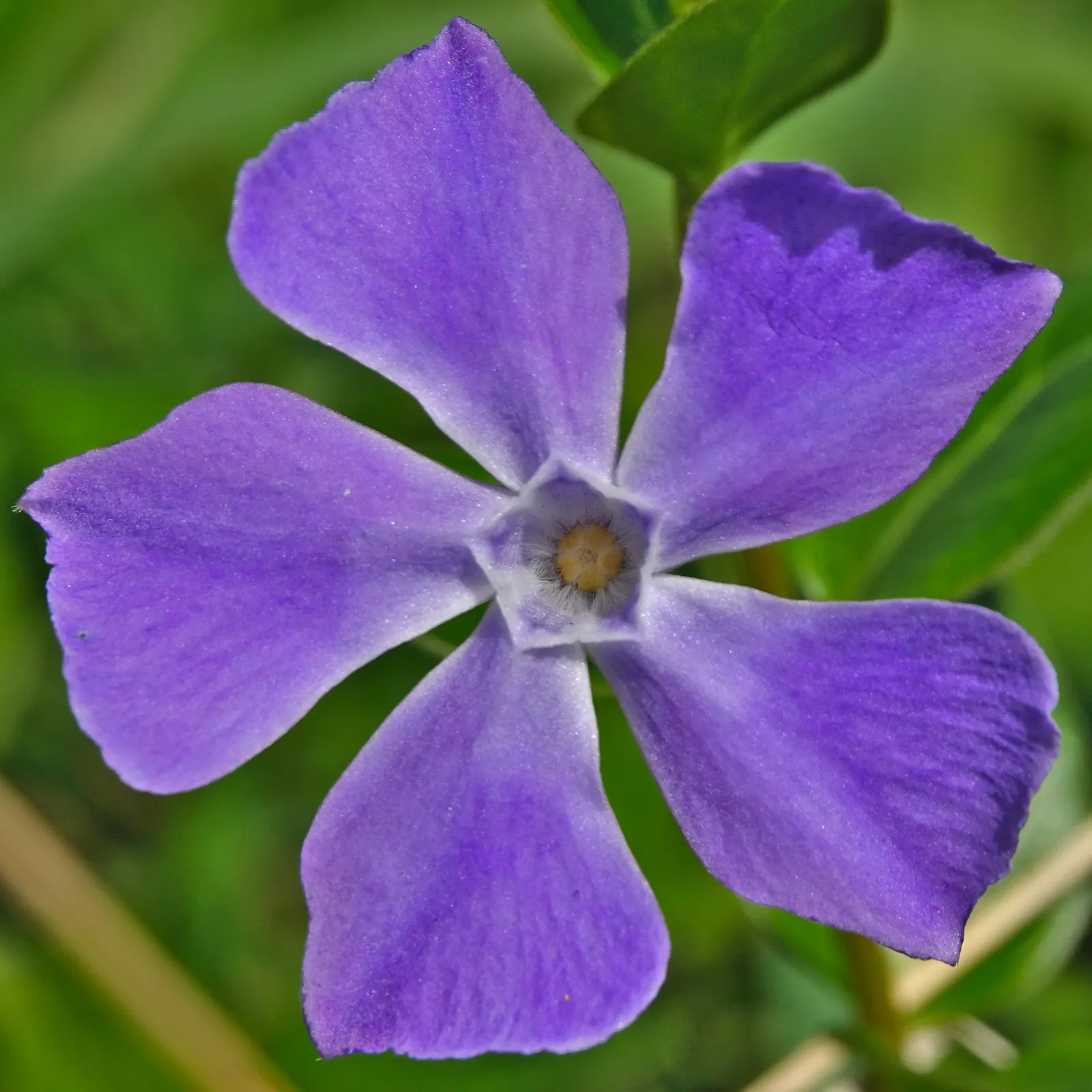 Periwinkle (Vinca Major) — it adds vibrant color from spring to autumn; blue-lavender flowers spreading 1-2 inches wide, image 201