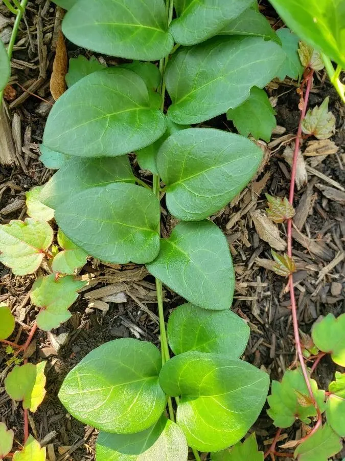 Periwinkle (Vinca Major) — Originating from the Mediterranean region, this trailing vine thrives in U.S; although it prefers moist, image 206
