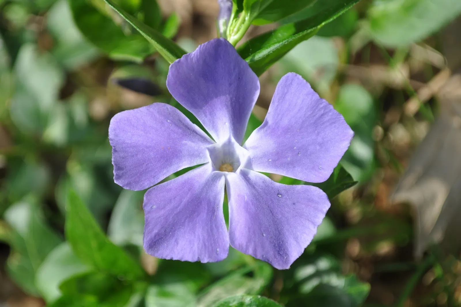Periwinkle (Vinca Major) — <br><br>Vinca major's glossy; blue-lavender flowers spreading 1-2 inches wide, image 209