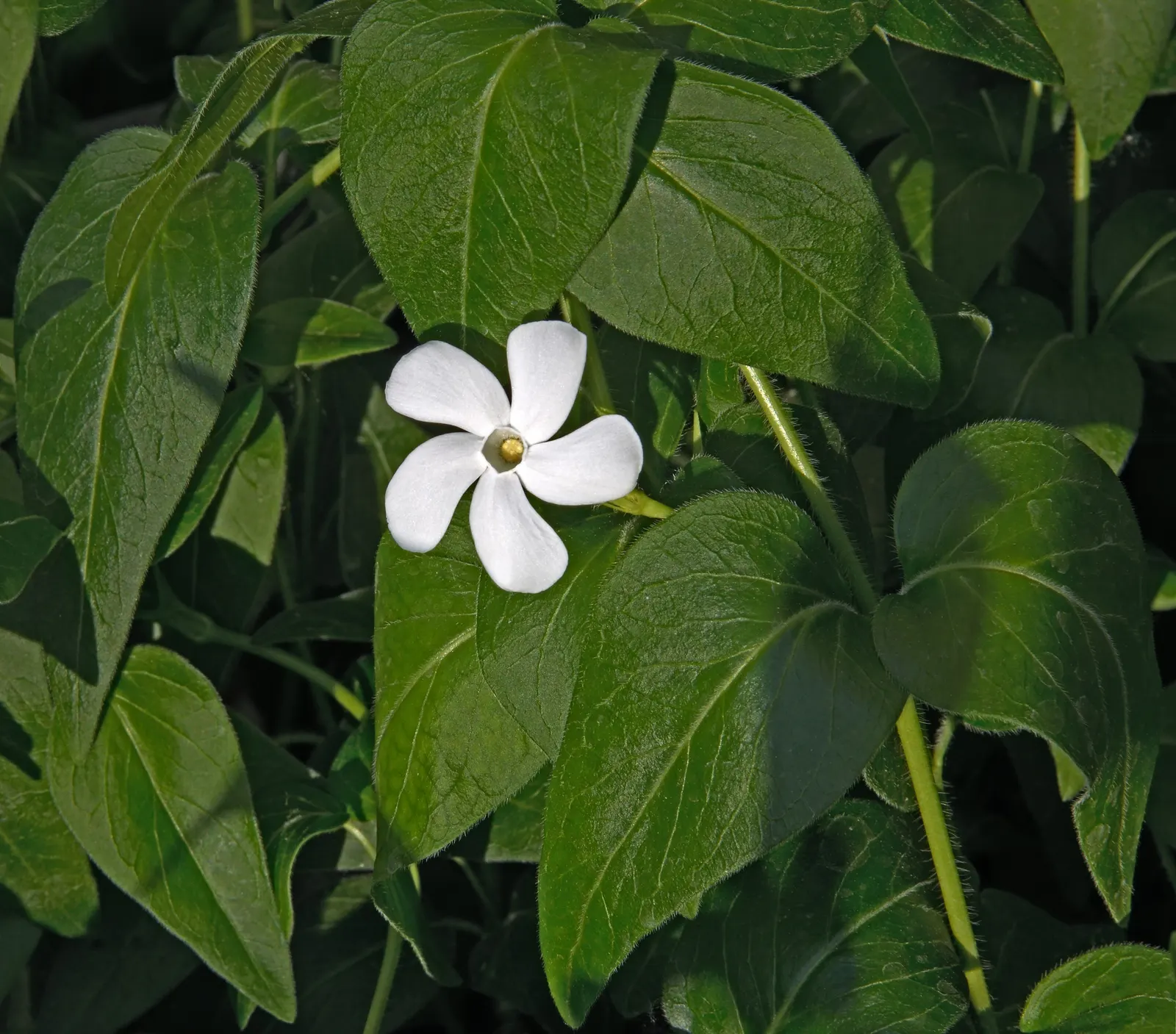 Periwinkle (Vinca Major) — commonly referred to as Vinca major; blue-lavender flowers spreading 1-2 inches wide, image 233