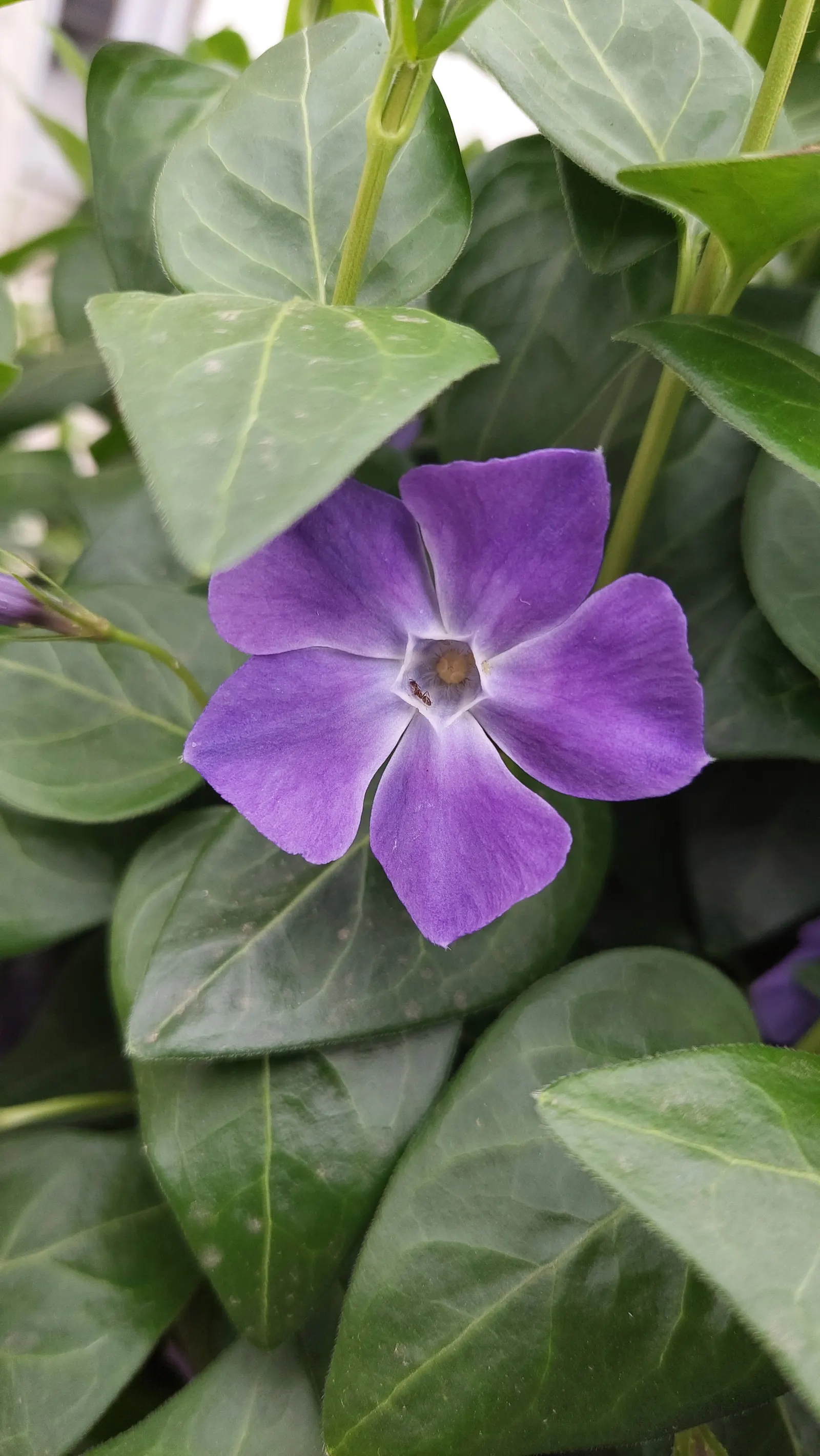 Periwinkle (Vinca Major) — blue-lavender flowers spreading 1-2 inches wide; where other plants may struggle, image 200