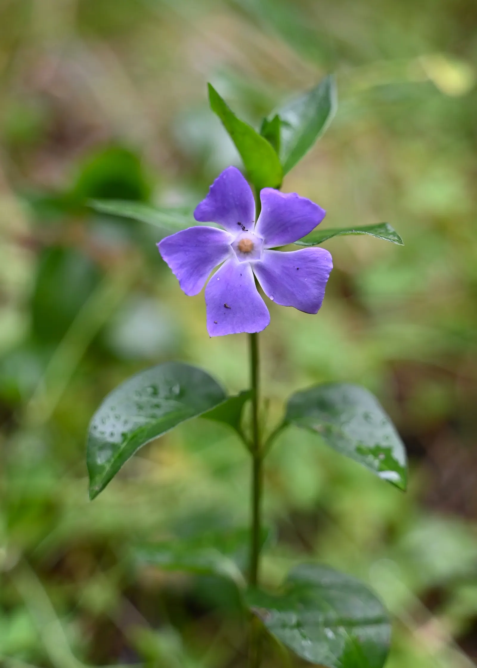 Periwinkle (Vinca Major) — <br><br>Vinca major's glossy; blue-lavender flowers spreading 1-2 inches wide, image 237