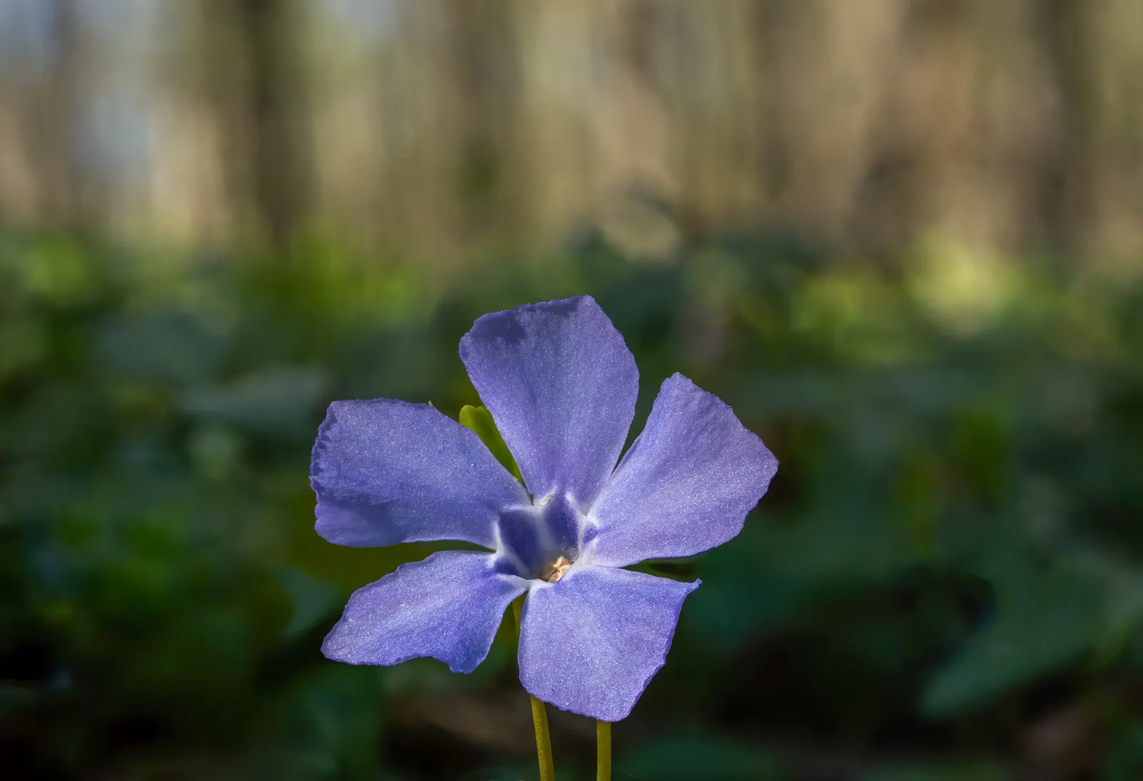Periwinkle (Vinca Major) — around 1-2 inches in diameter; where other plants may struggle, image 72