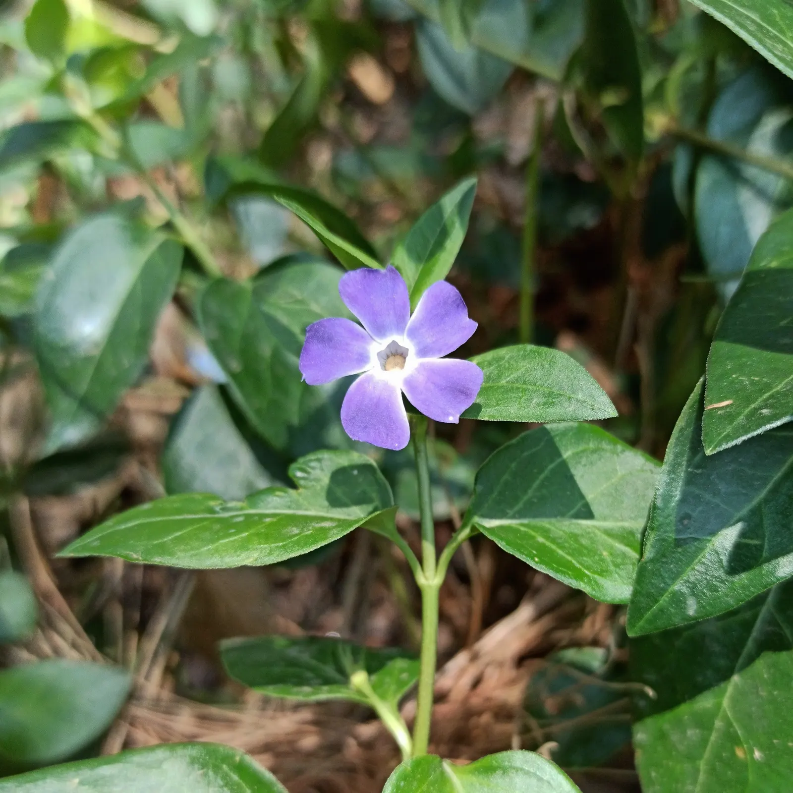 Periwinkle (Vinca Major) — Periwinkle, or Vinca major, is a fast-spreading evergreen ground cover