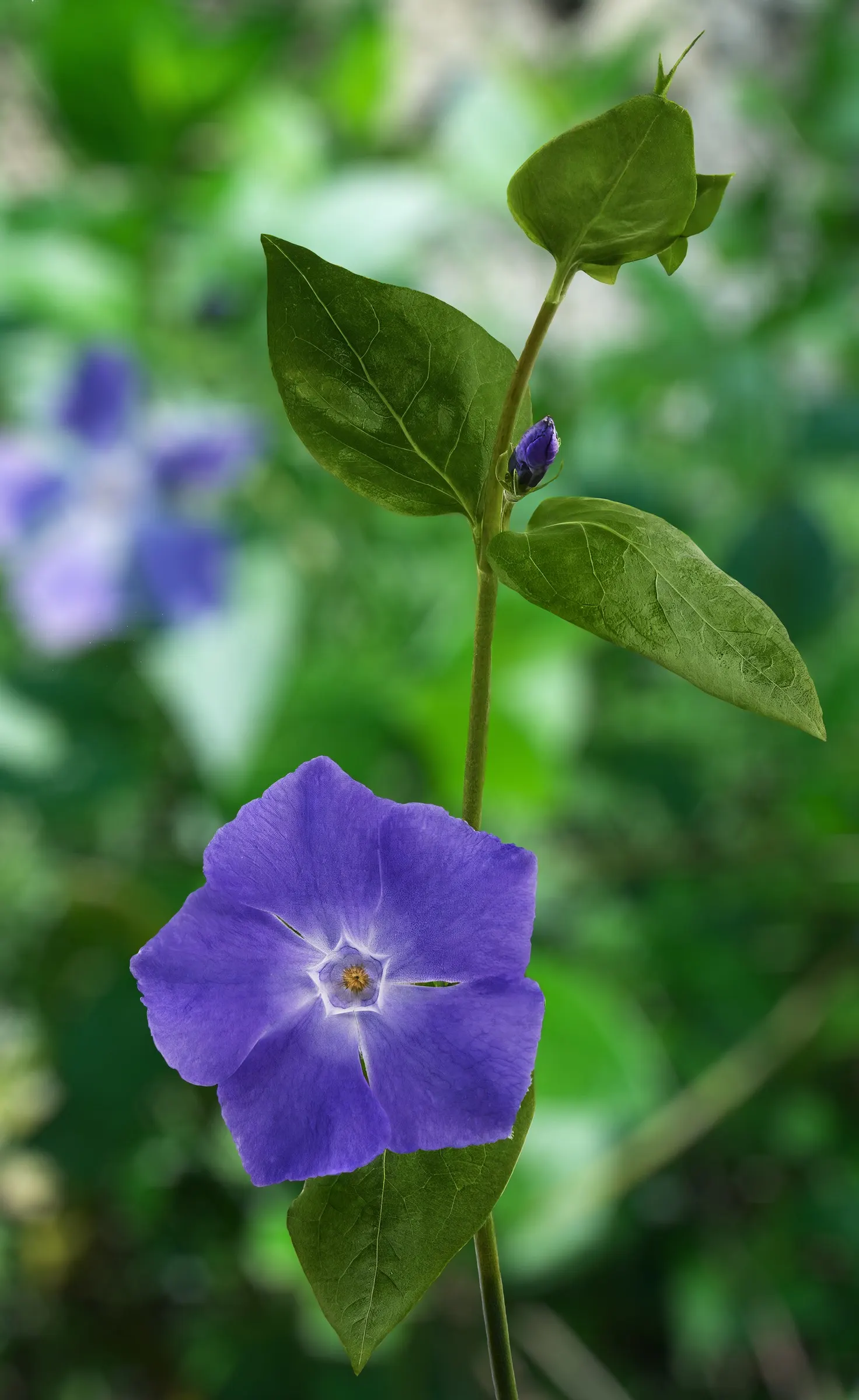 Periwinkle (Vinca Major) — Originating from the Mediterranean region, this trailing vine thrives in U.S; although it prefers moist, image 234