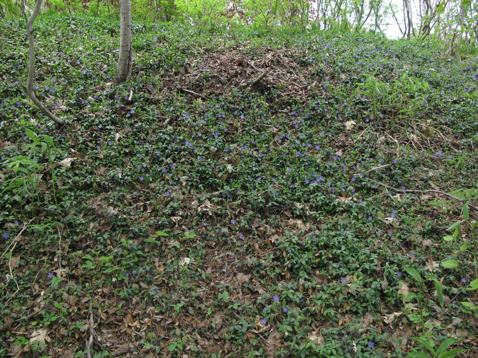 Periwinkle (Vinca Major) — well-drained soils with partial to full shade exposure; where other plants may struggle, image 180