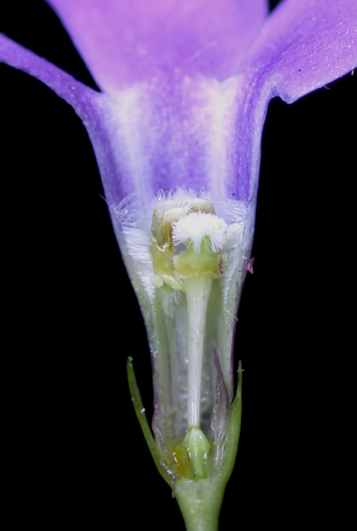 Periwinkle (Vinca Major) — blue-lavender flowers spreading 1-2 inches wide; where other plants may struggle, image 172