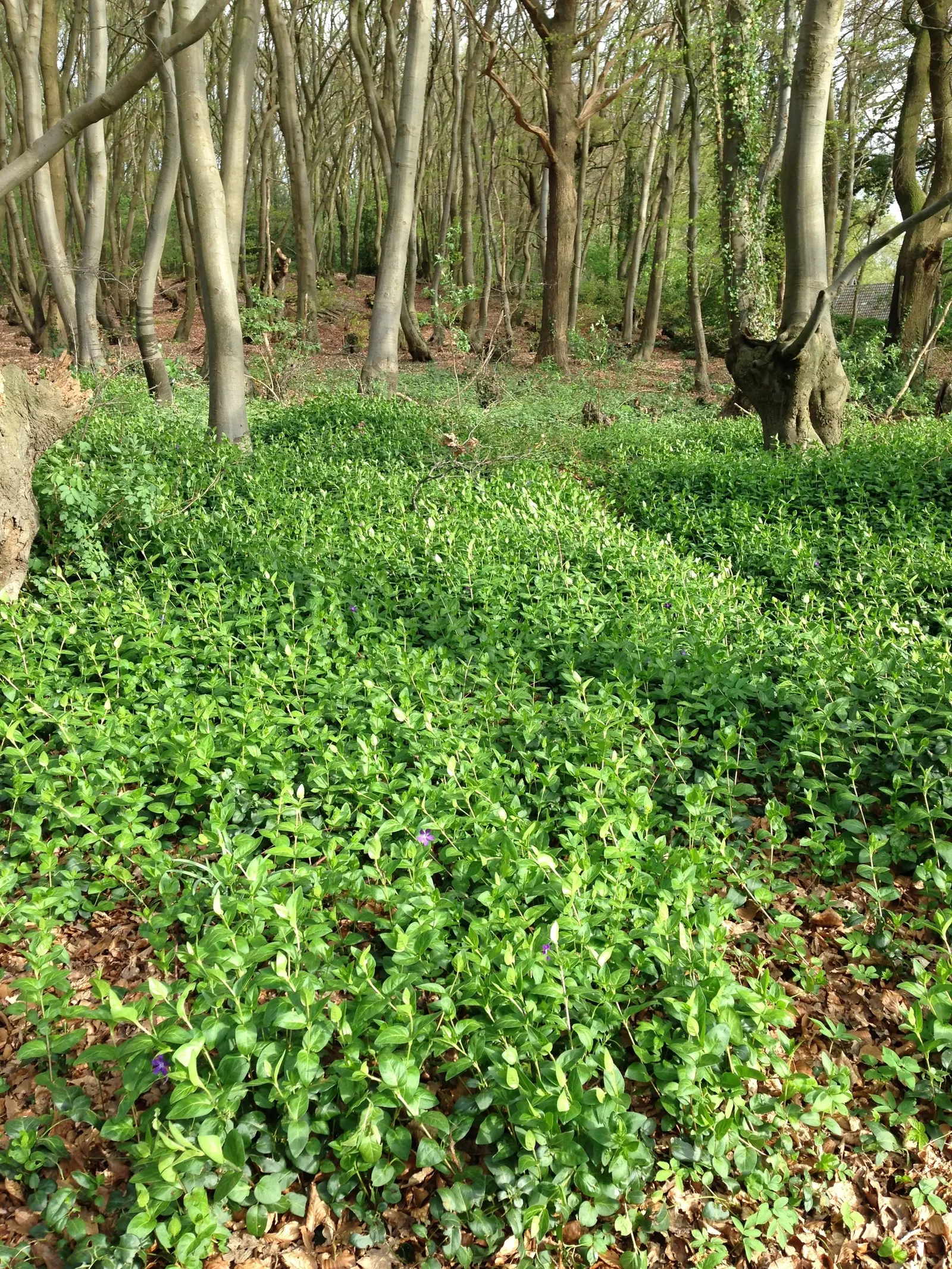 Periwinkle (Vinca Major) — ground cover with blue blooms; infusing the garden with subtle color, image 223