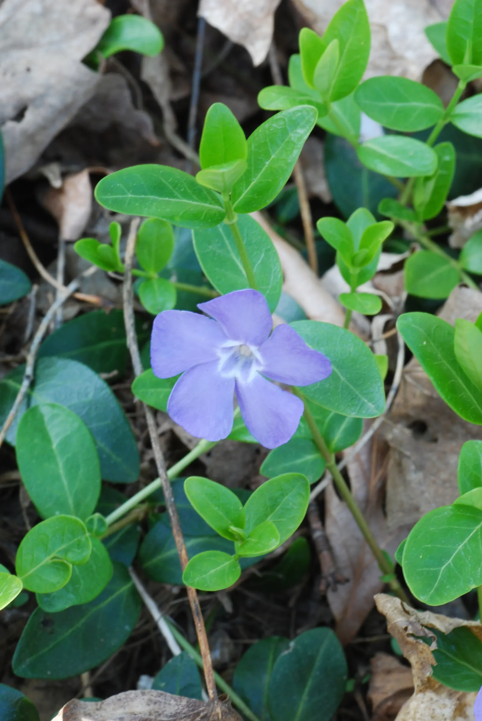 Periwinkle (Vinca Major) — it's important to note that Vinca major spreads quickly and can reach an expansive coverage; where other plants may, image 160