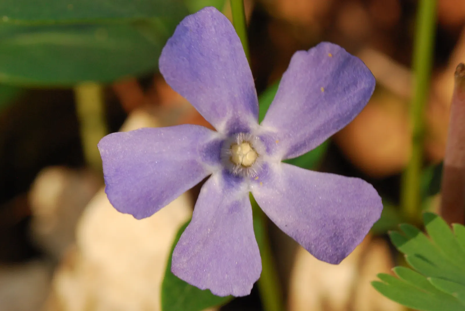 Periwinkle (Vinca Major) — ground cover for half or shade; where other plants may struggle, image 168