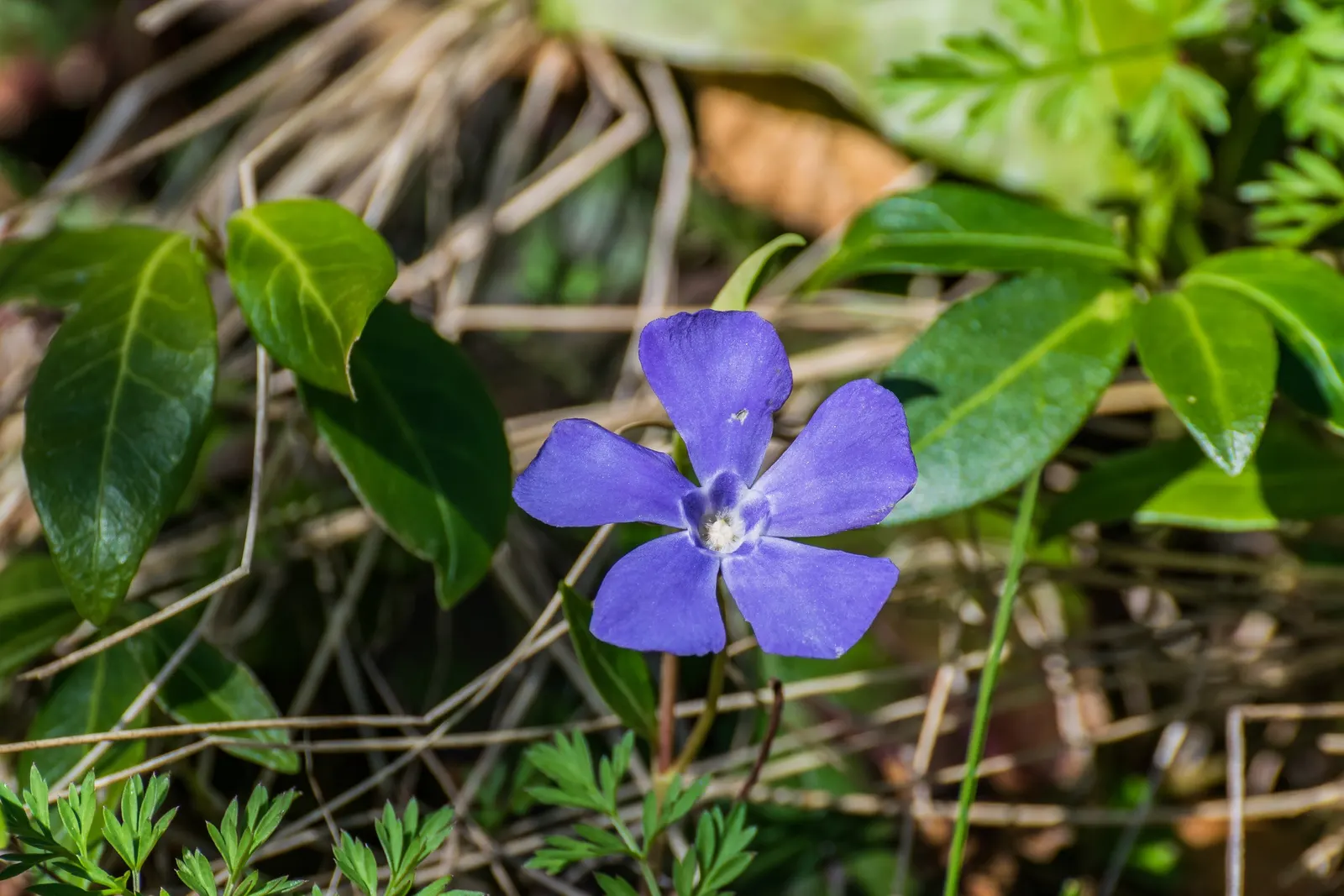 Periwinkle (Vinca Major) — Strategic planting is suggested to avoid unwanted overtaking of nearby plants; although it prefers moist, image 78