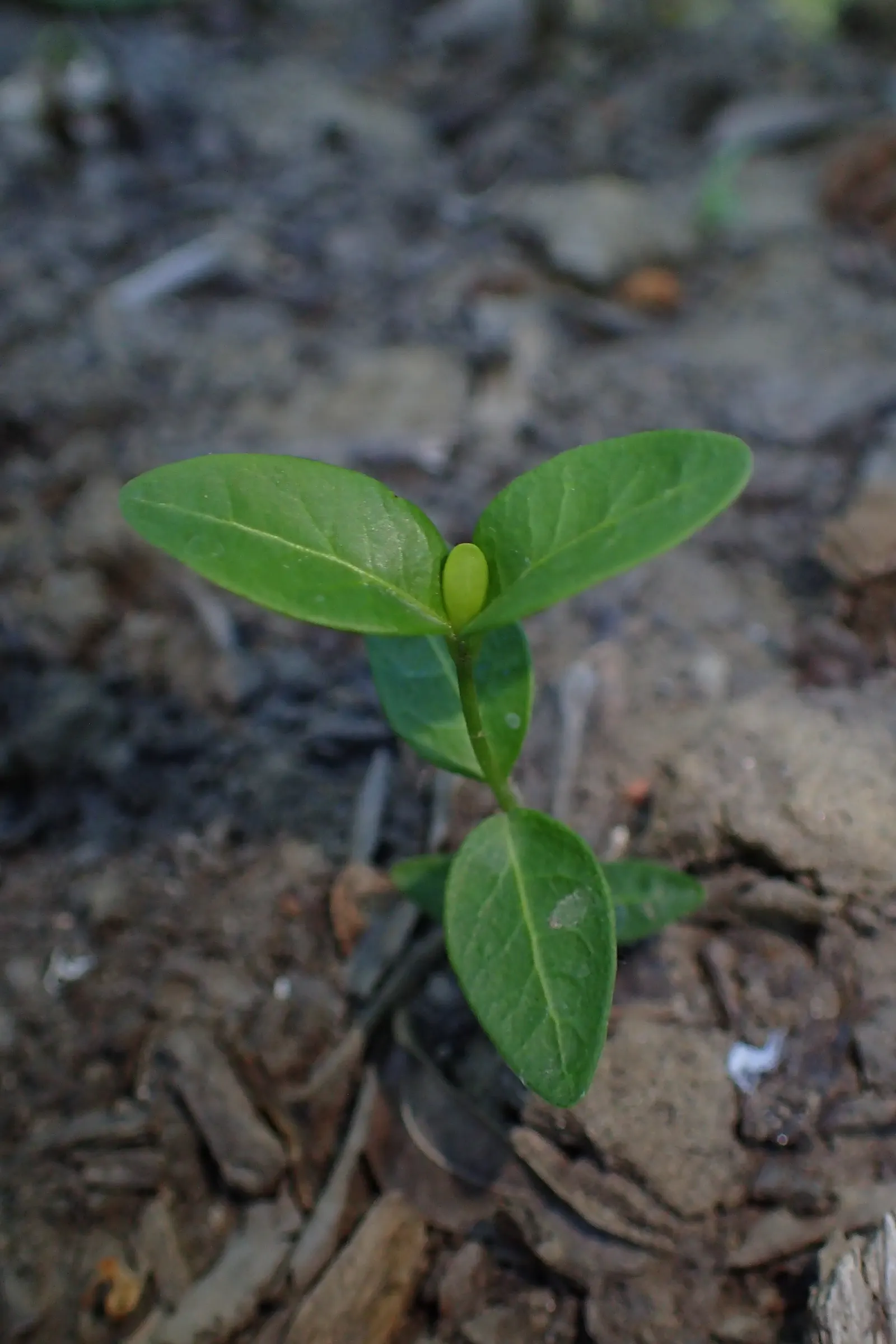 Periwinkle (Vinca Major) — Its trailing stems can extend up to 18 inches; although it prefers moist, image 90